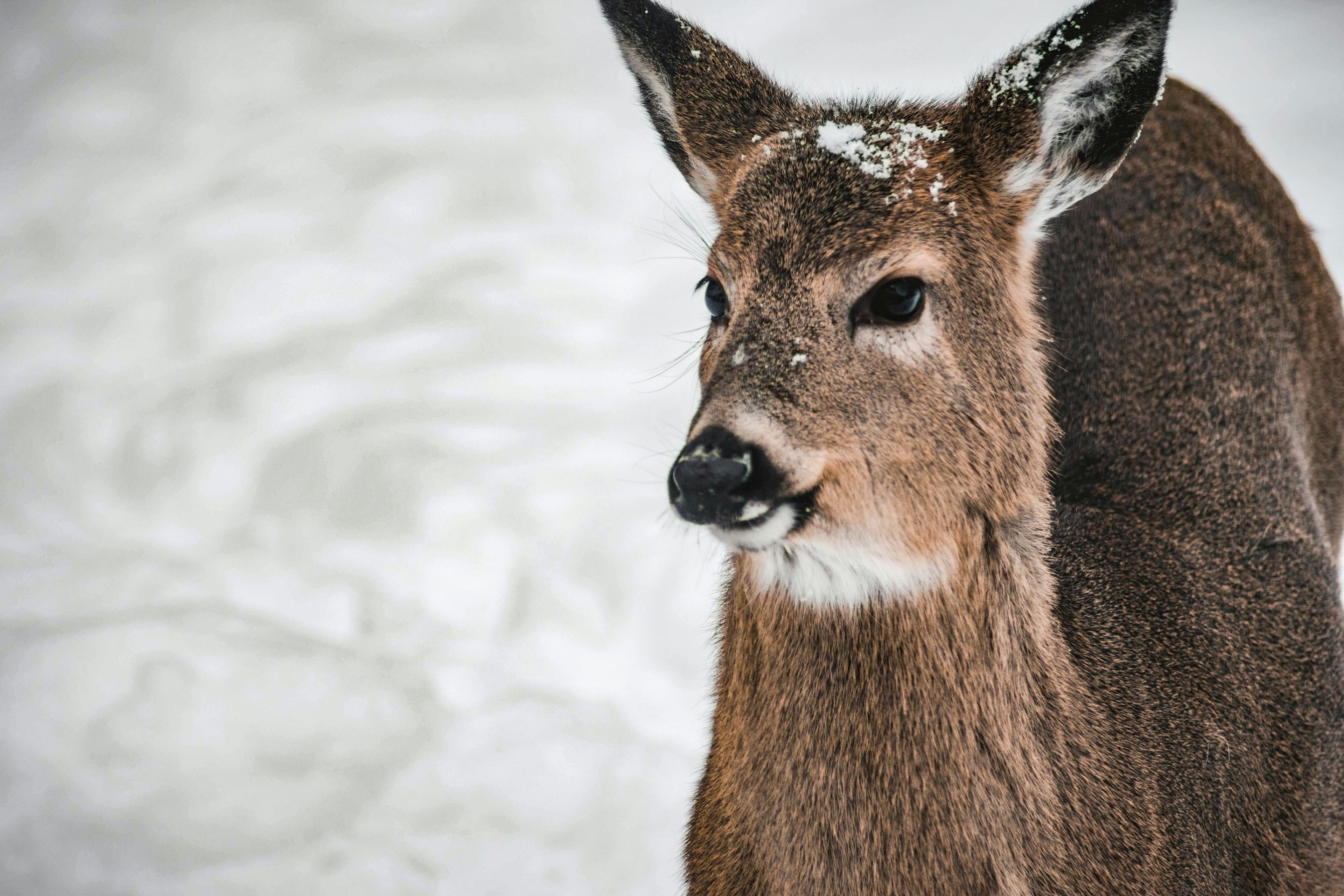 A white-tailed deer in falling snow