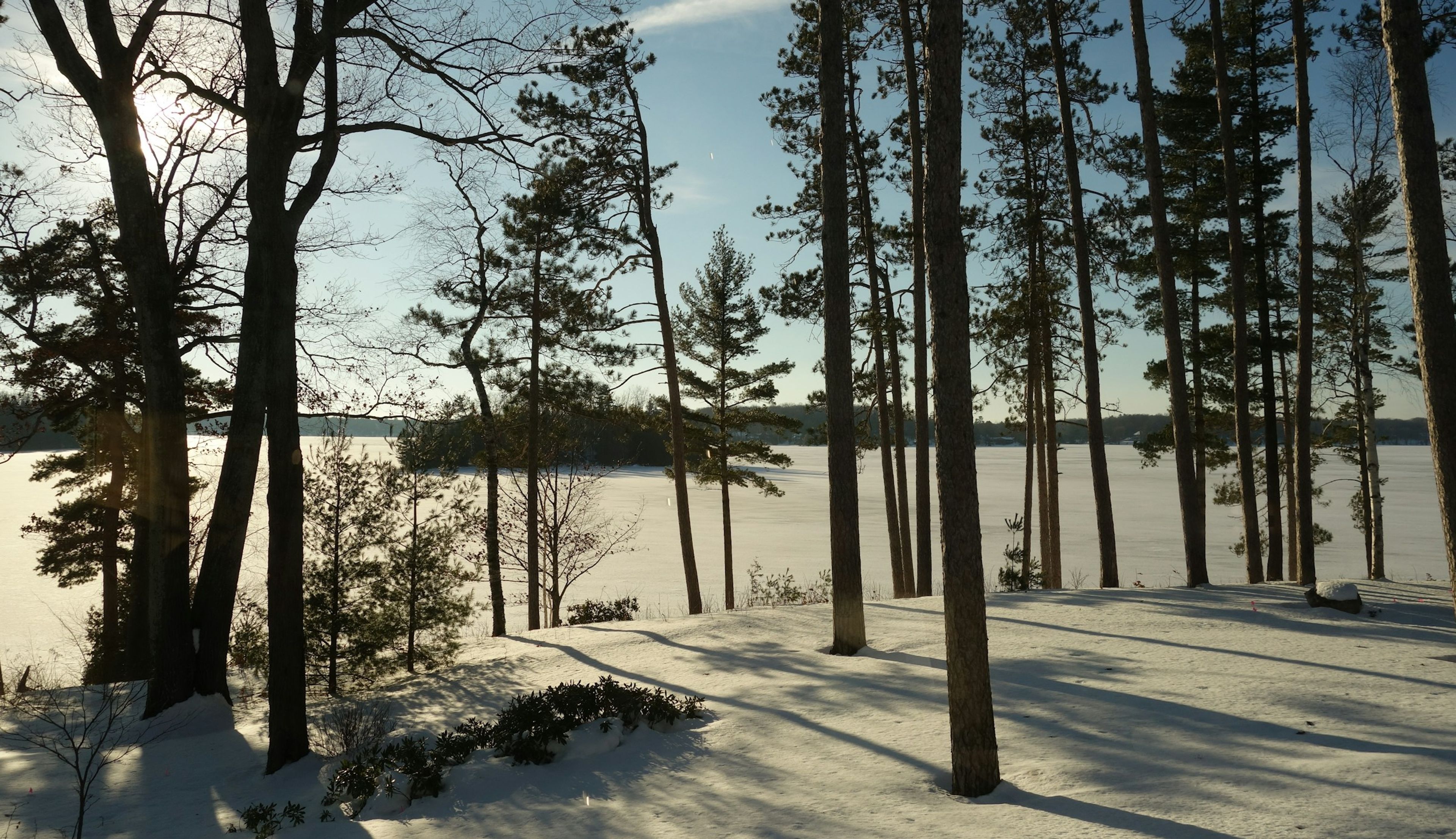 Low sun through pines over a frozen lake