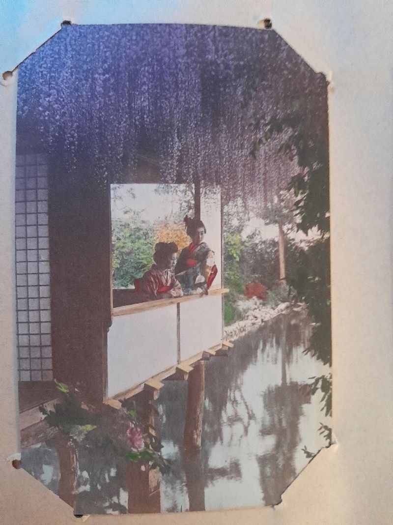 Geishas dans un paysage de glycines.