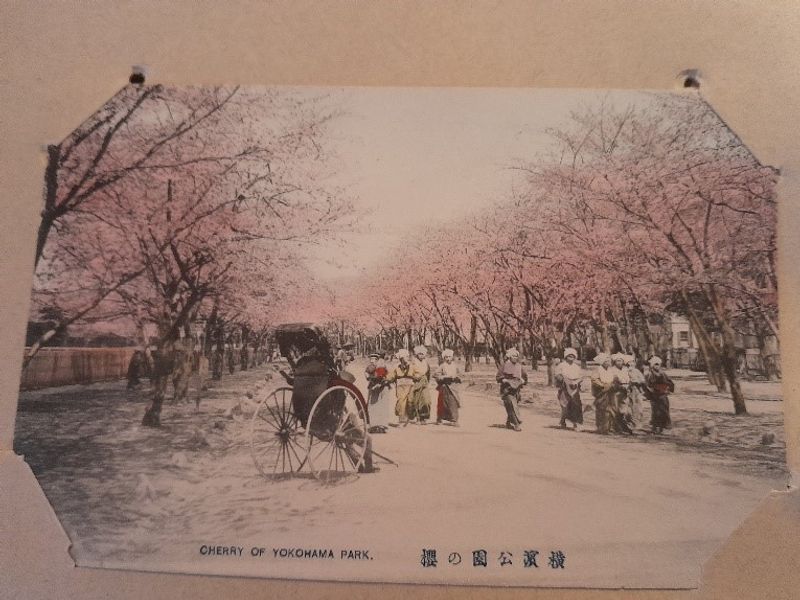 Cerisiers en fleurs à Yokohama.