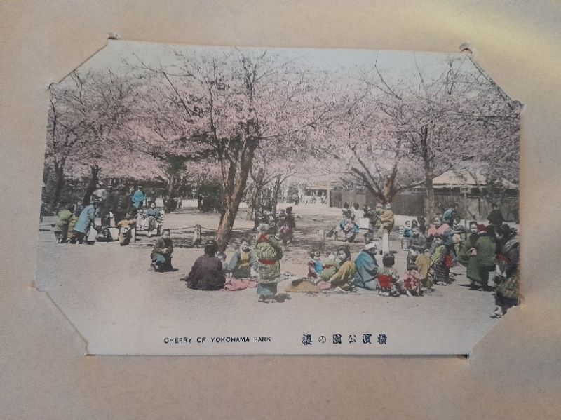 Cerisiers en fleurs à Yokohama.