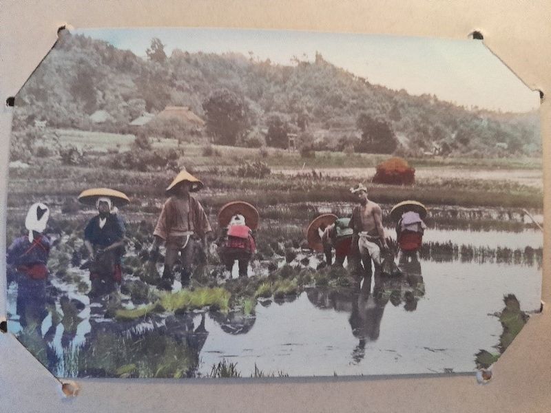 Travailleurs dans les rizières.