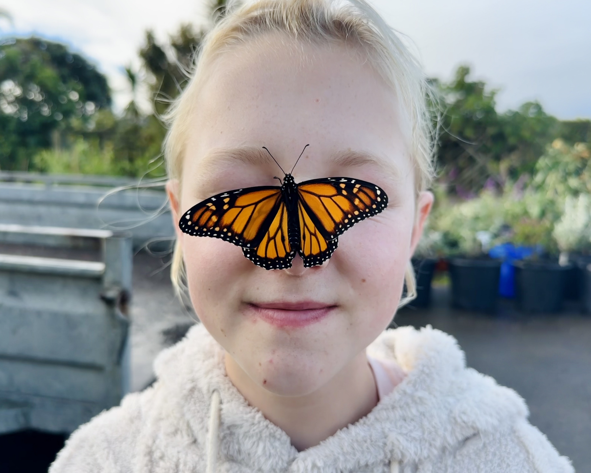 Saving monarchs, one trap at a time: How a Waimauku farm is tackling pests to protect butterflies
