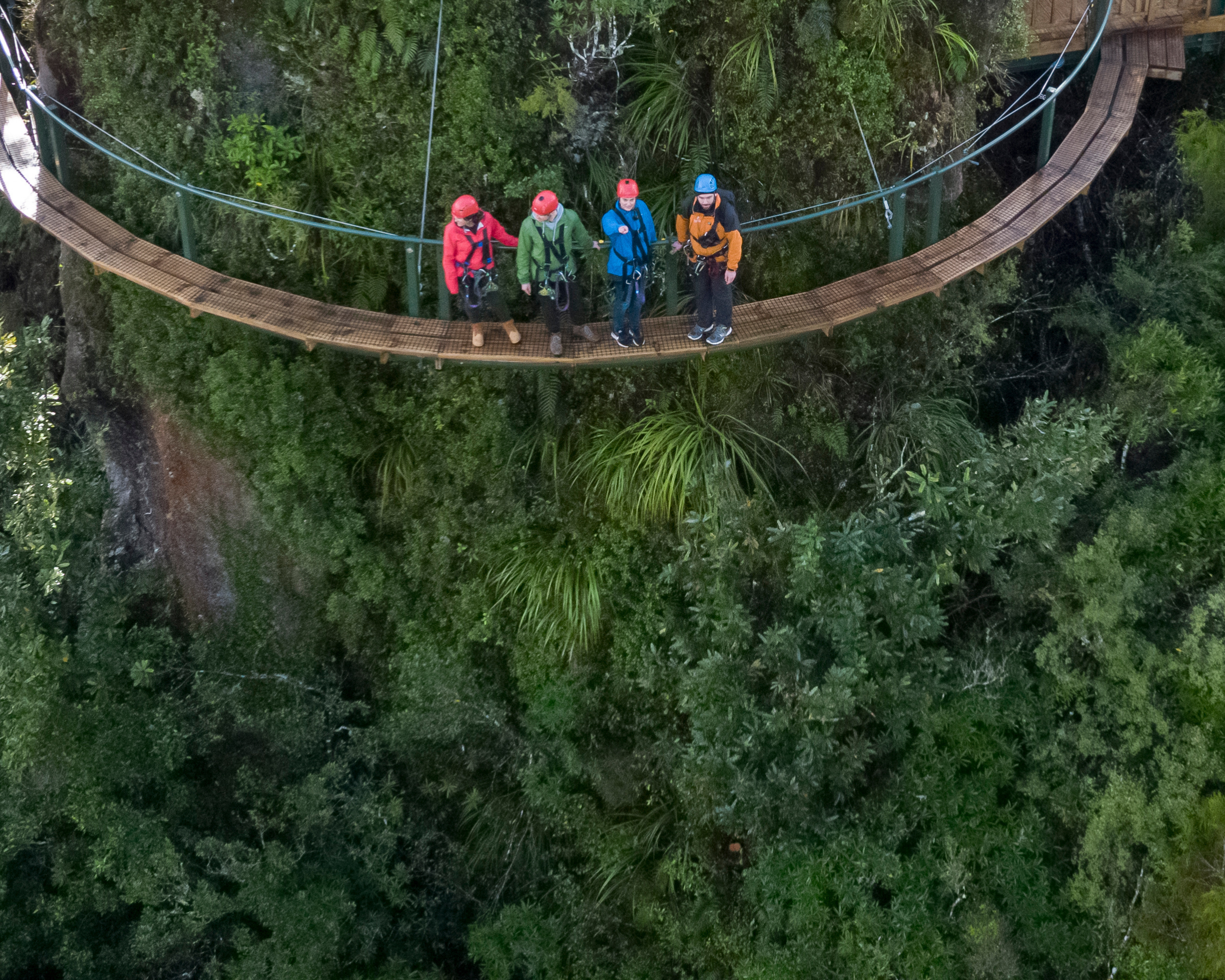 From zip lines to soil life:  How Rotorua Canopy Tours is restoring a forest from the ground up