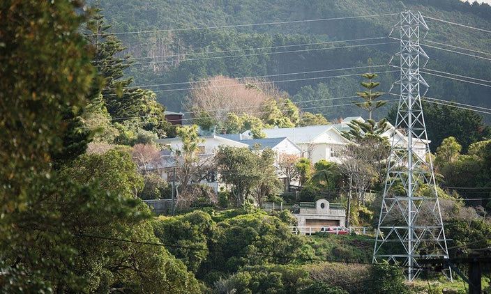 Suburban Wellington trapper sees trees recover