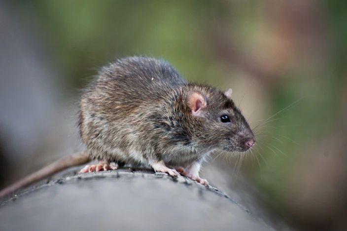 Rat infestations: We’ve had a rough year, New Zealand.