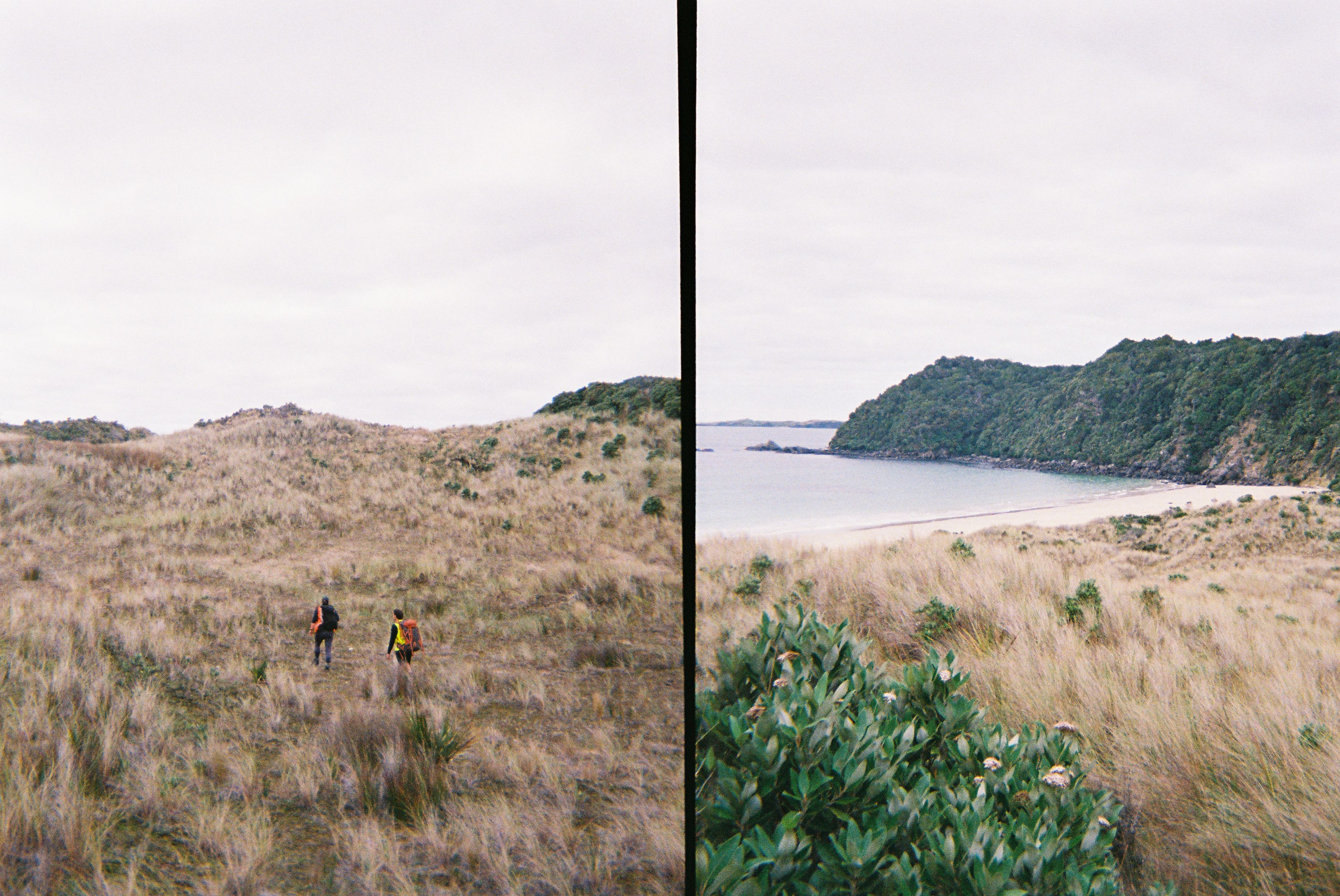 Conservation Diaries | Returning to Native Island