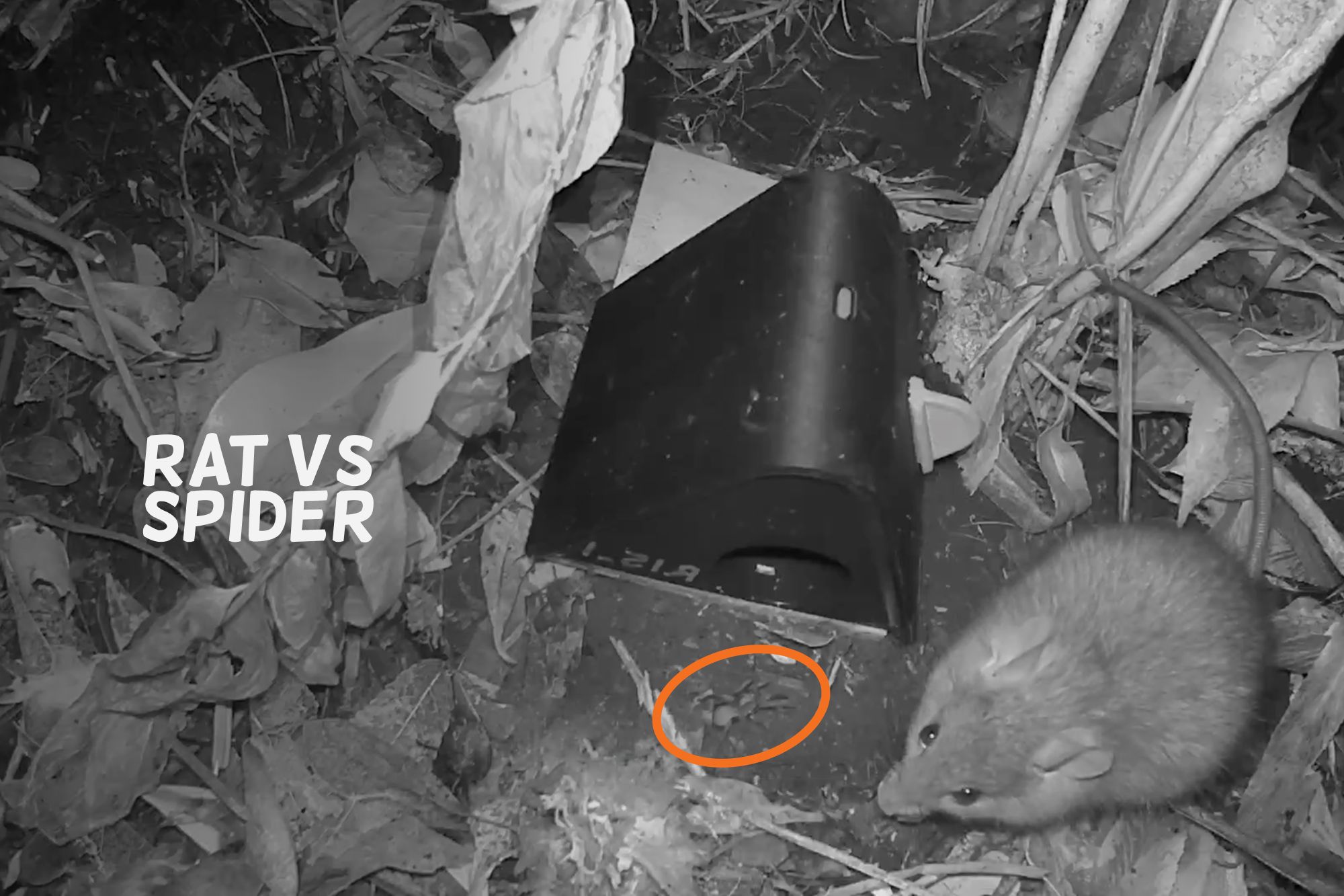 The Rat and the Spider