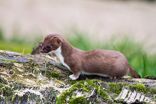 Stoats