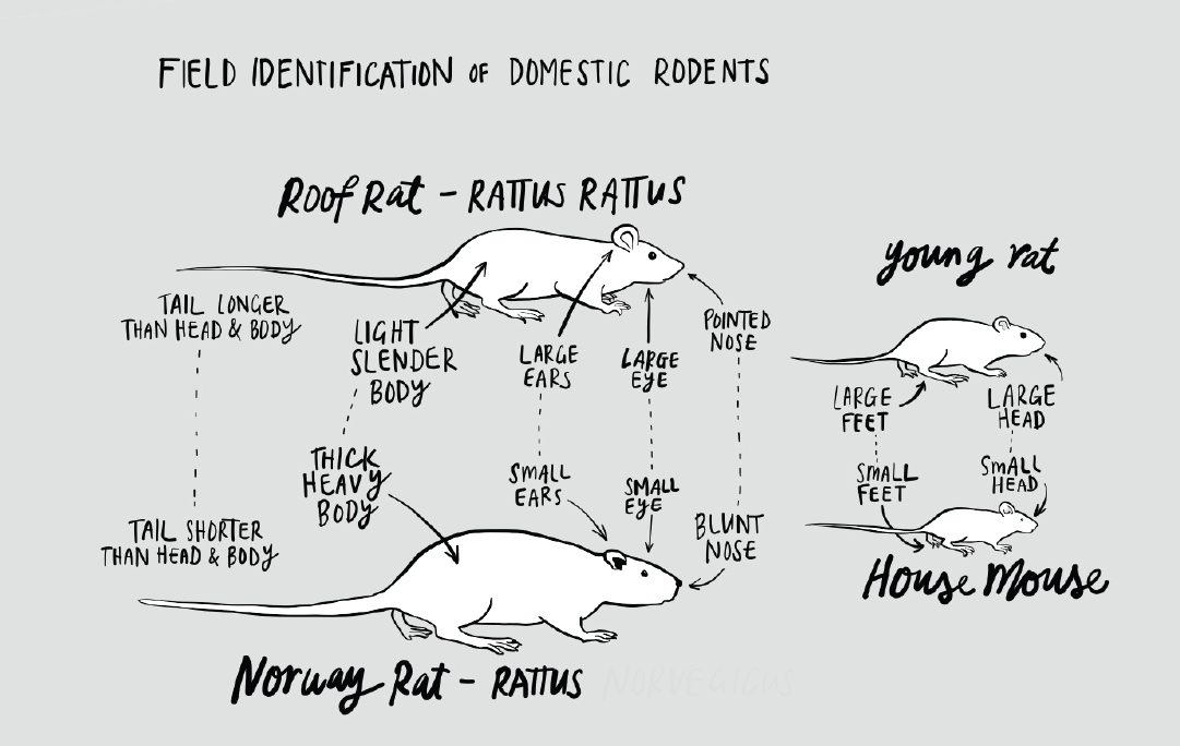What type of rodent has moved in with you?