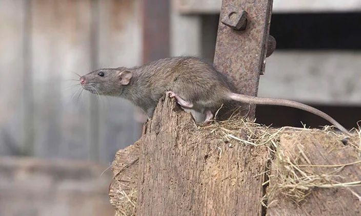 DOC testing Goodnature's self-setting rat traps