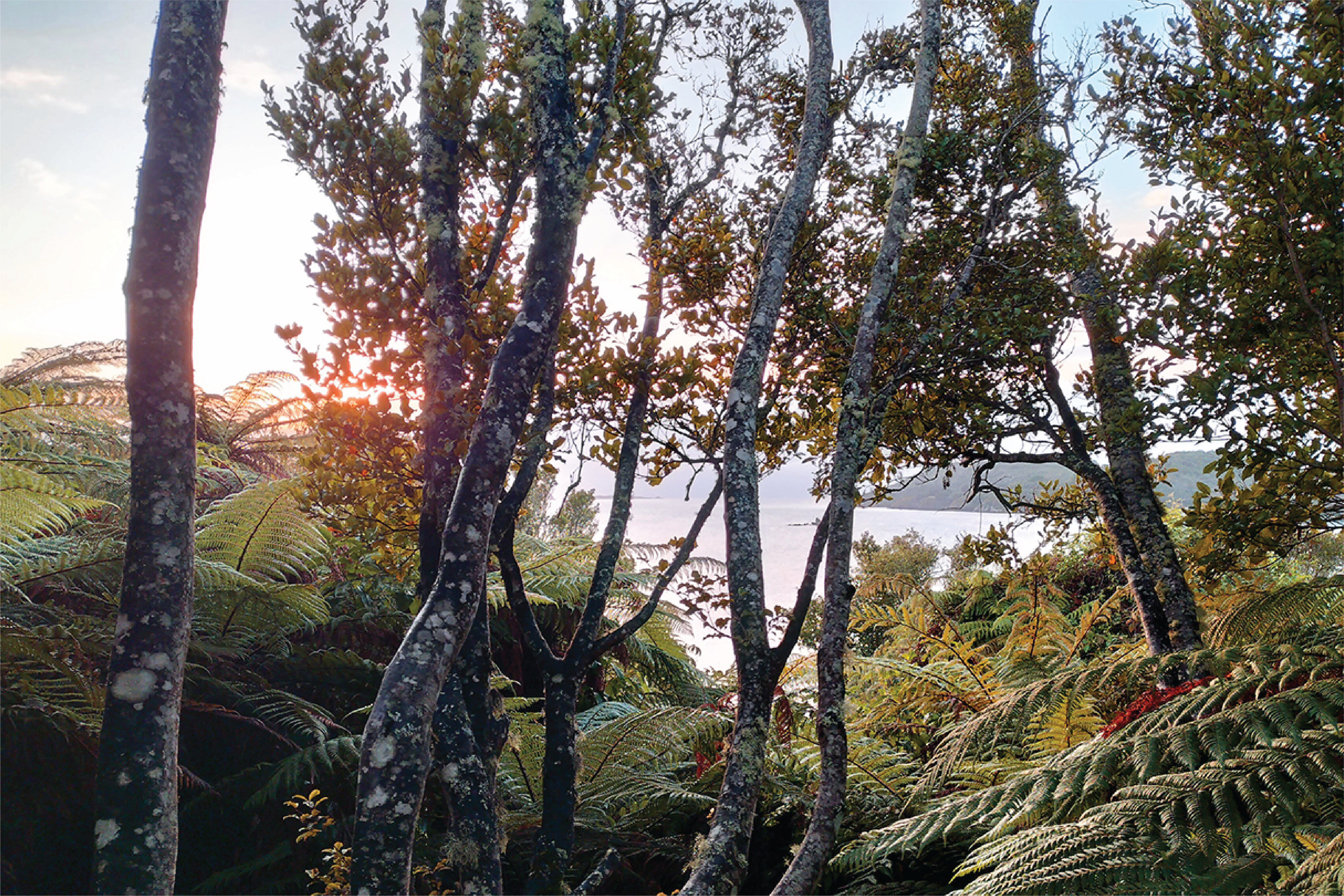 Ten Years On, and Still Killing It on Native Island