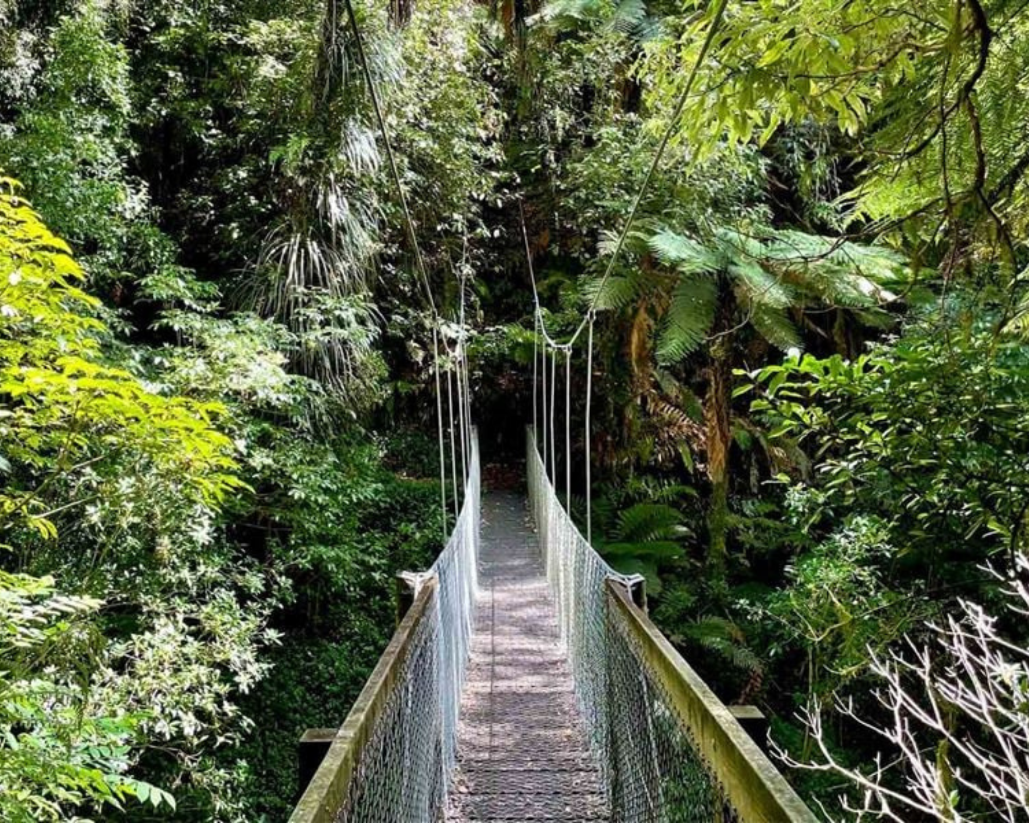 Rewilding Everett Park: Fast gains and big wins in East Taranaki