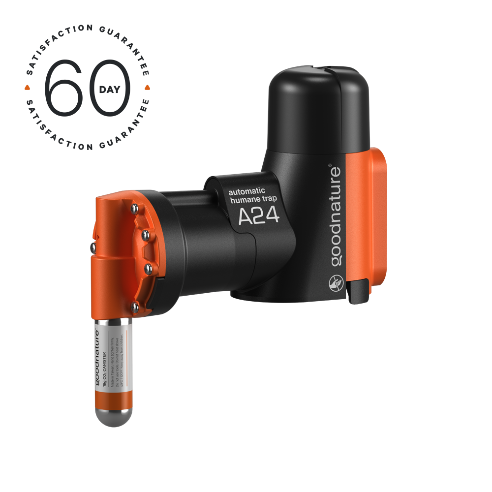 Rat & Mouse Starter Trap