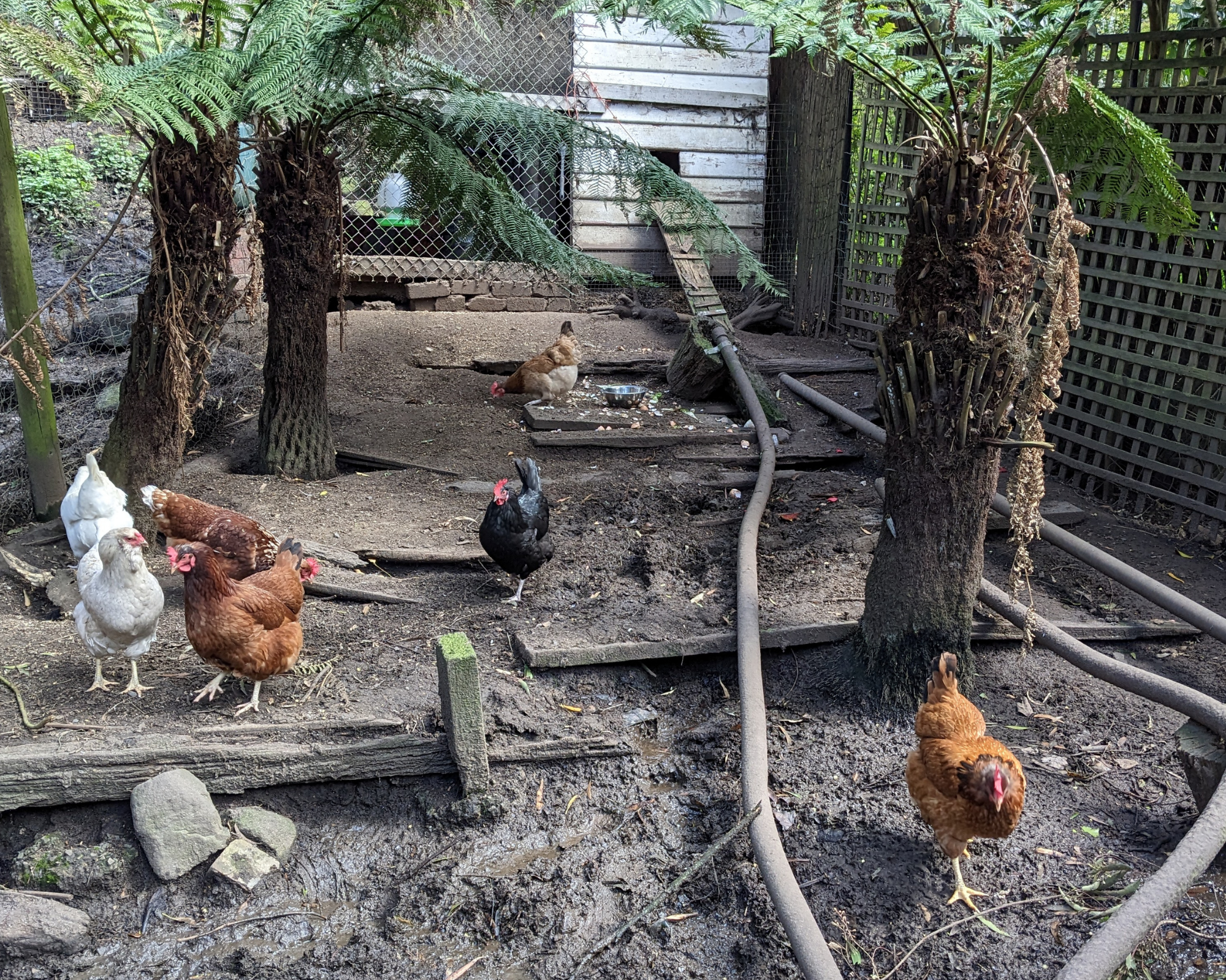 Backyard pest control in the Dandenongs