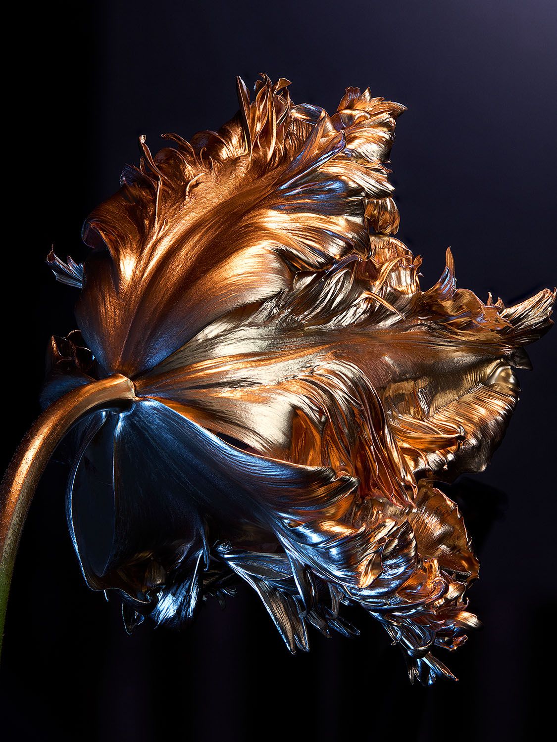 Charlotte Evrard — Fleurs d'or 