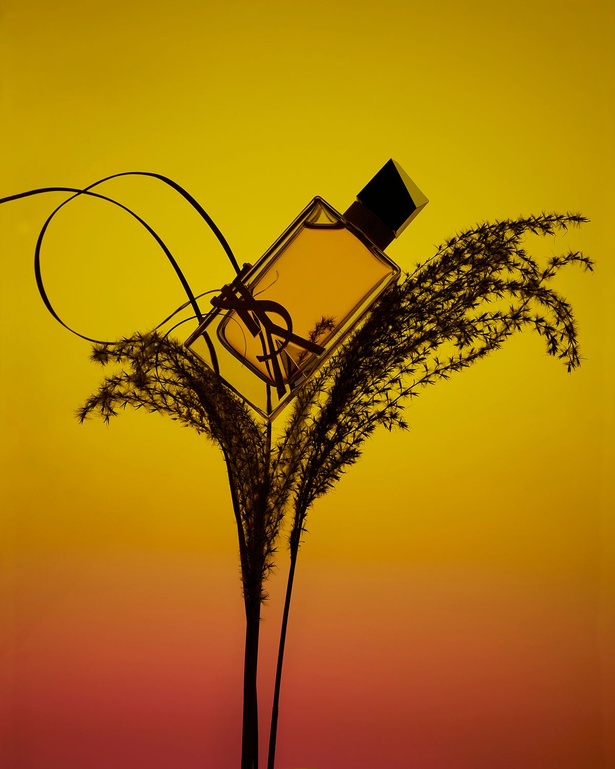 Jonathan Brechignac — Silhouette