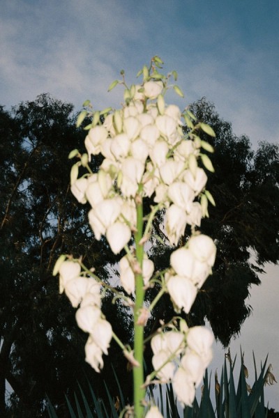 Fanette Guilloud — Flowers