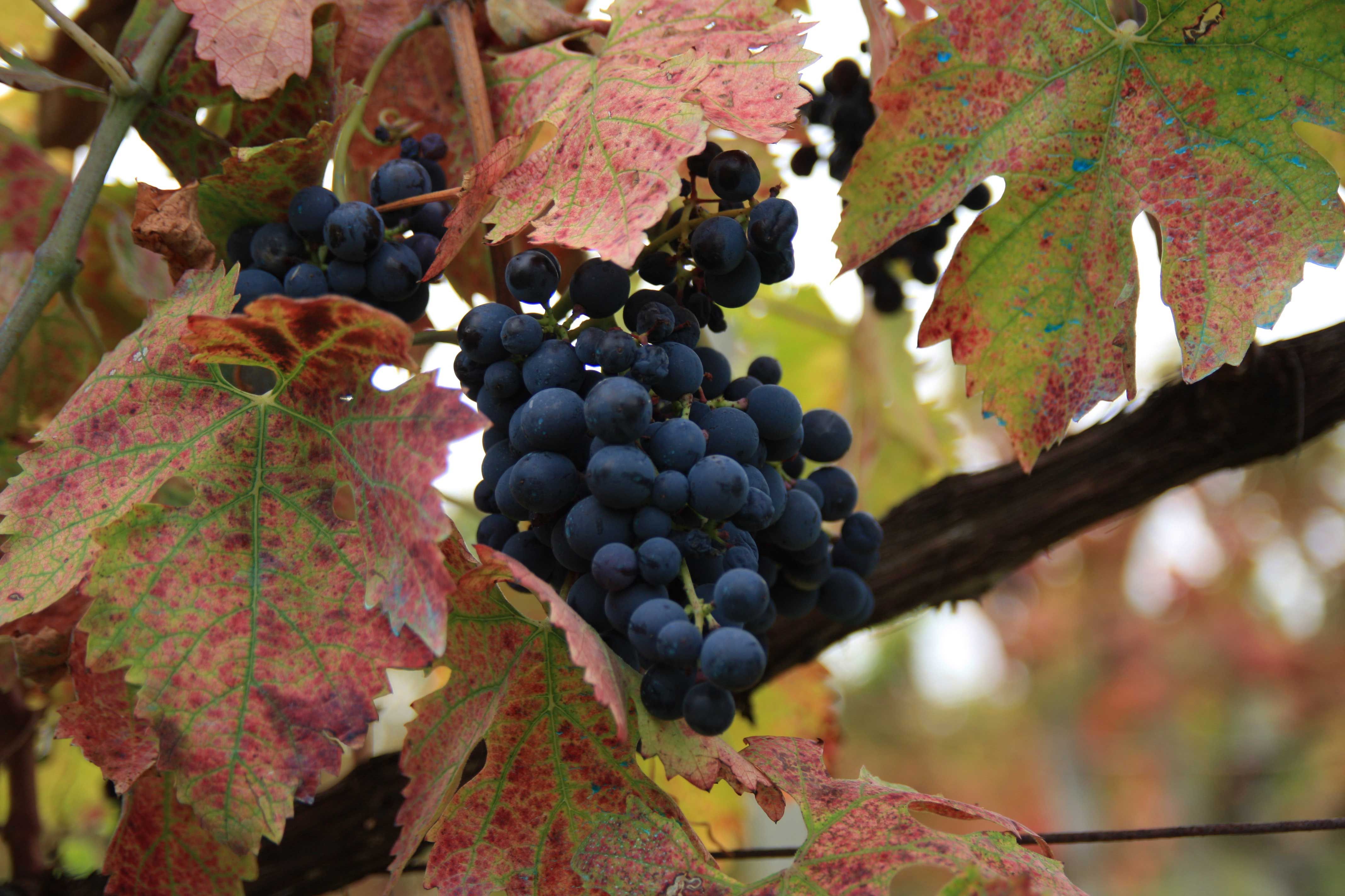 Autunno