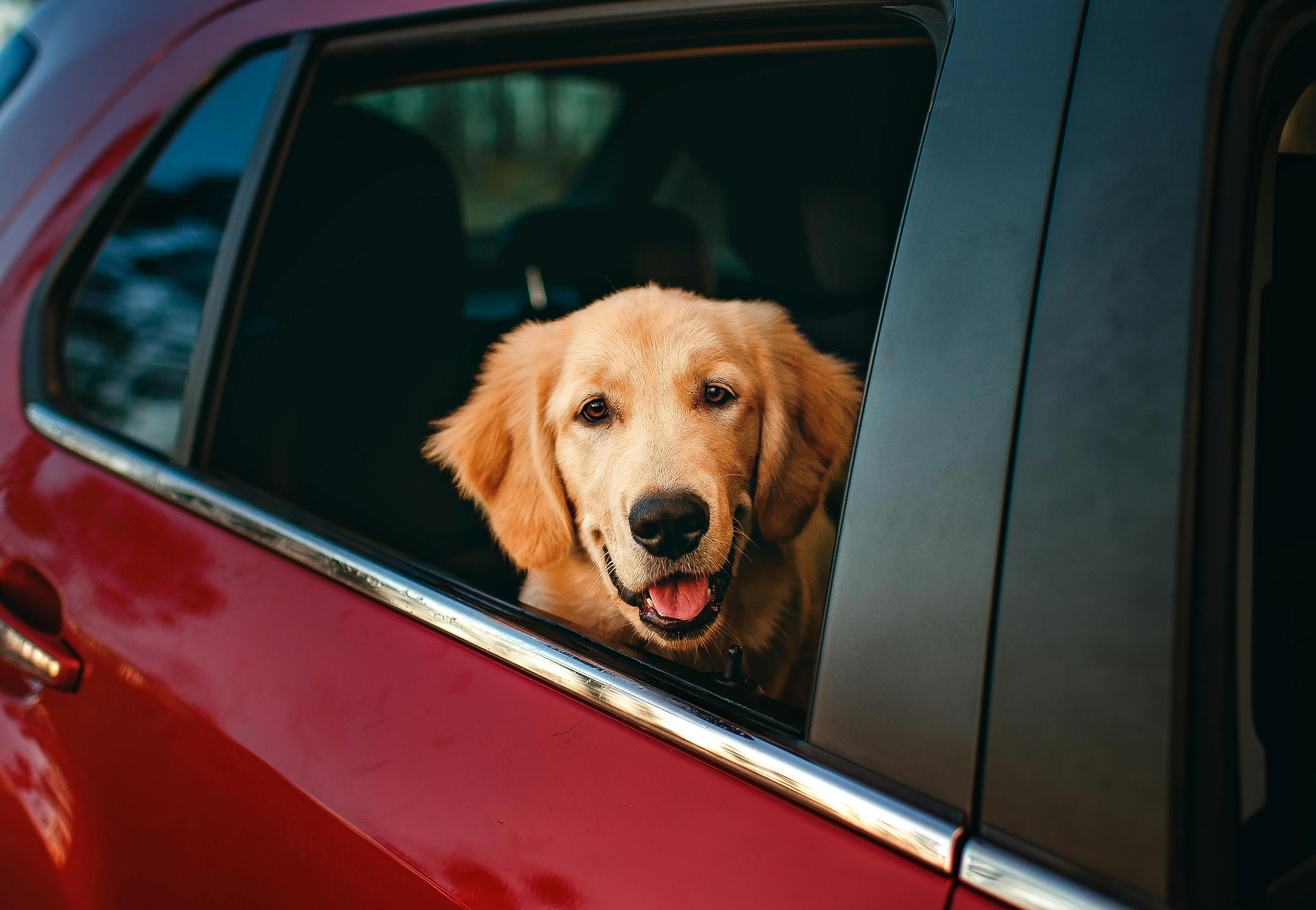 travelling with pets