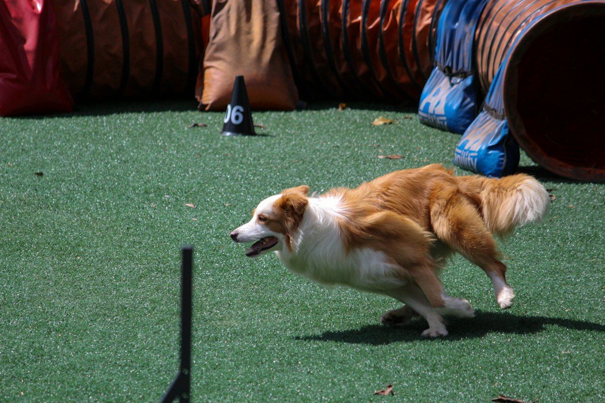 Dog leaping over a jump
