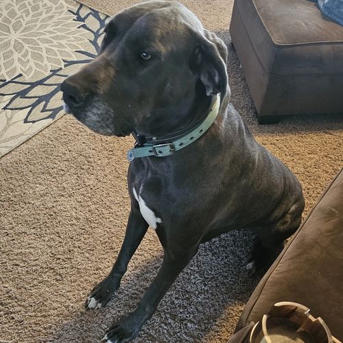 Oakley