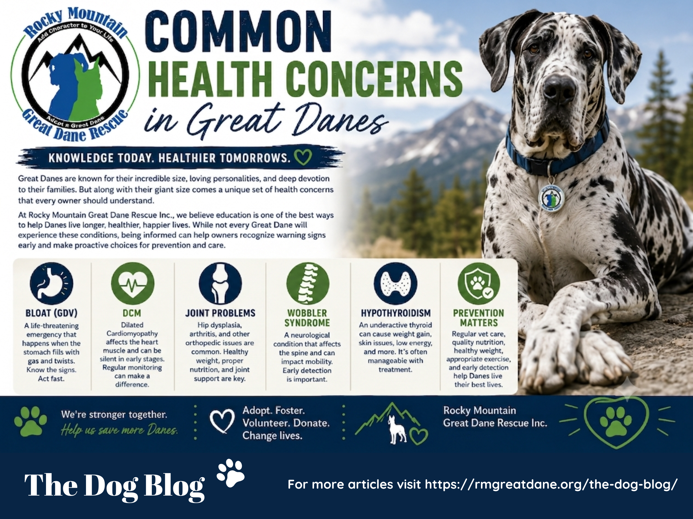 Common Health Concerns in Great Danes: What Every Owner Should Know