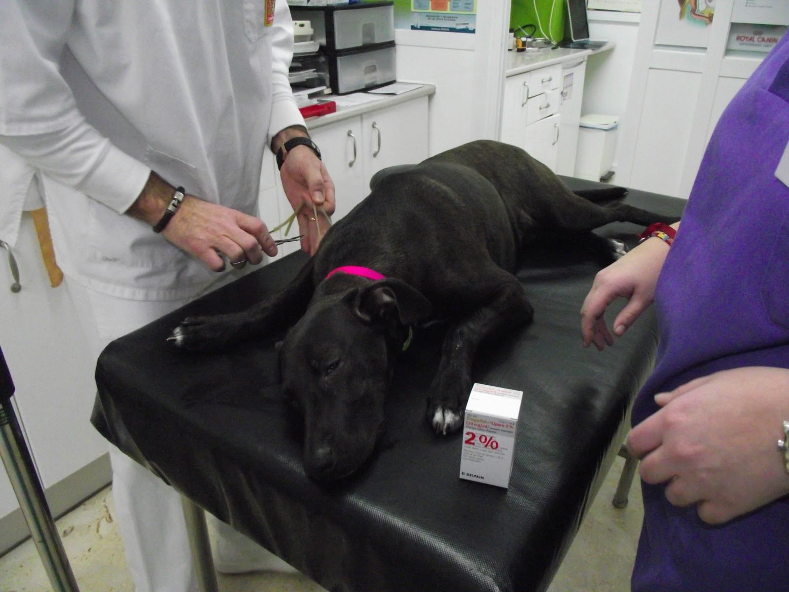 Esterilizar a tu peludito no es una decisión que se debe tomar a la ligera.