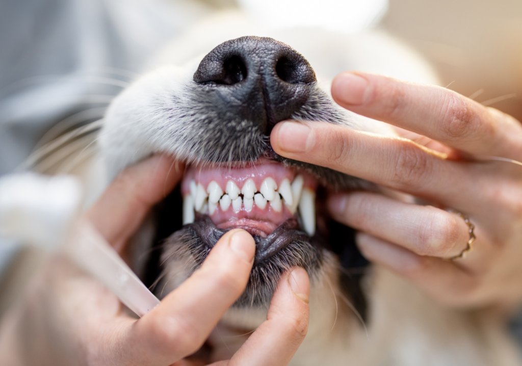 Los dientes de los perros también se tienen que limpiar