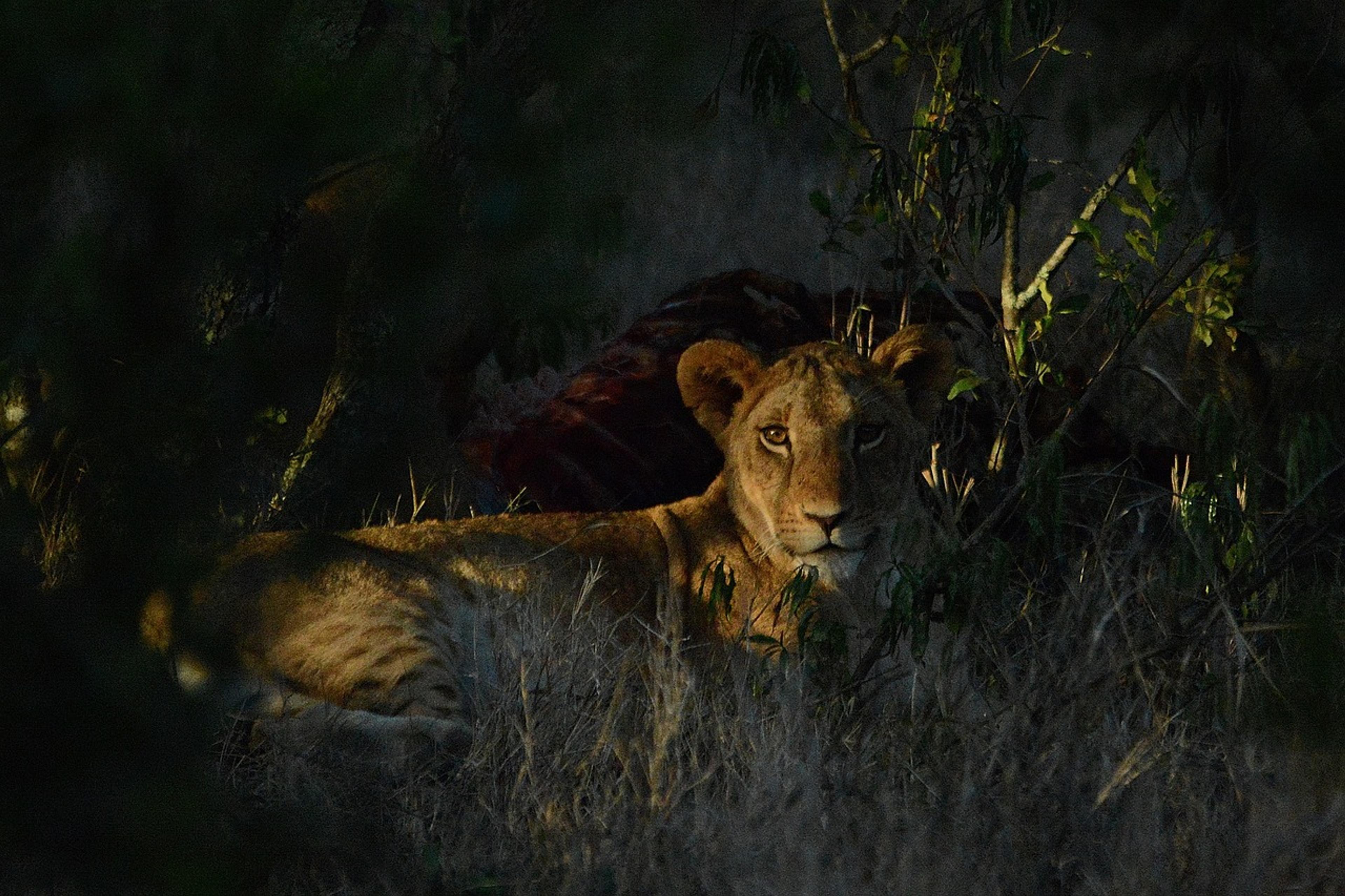 lion