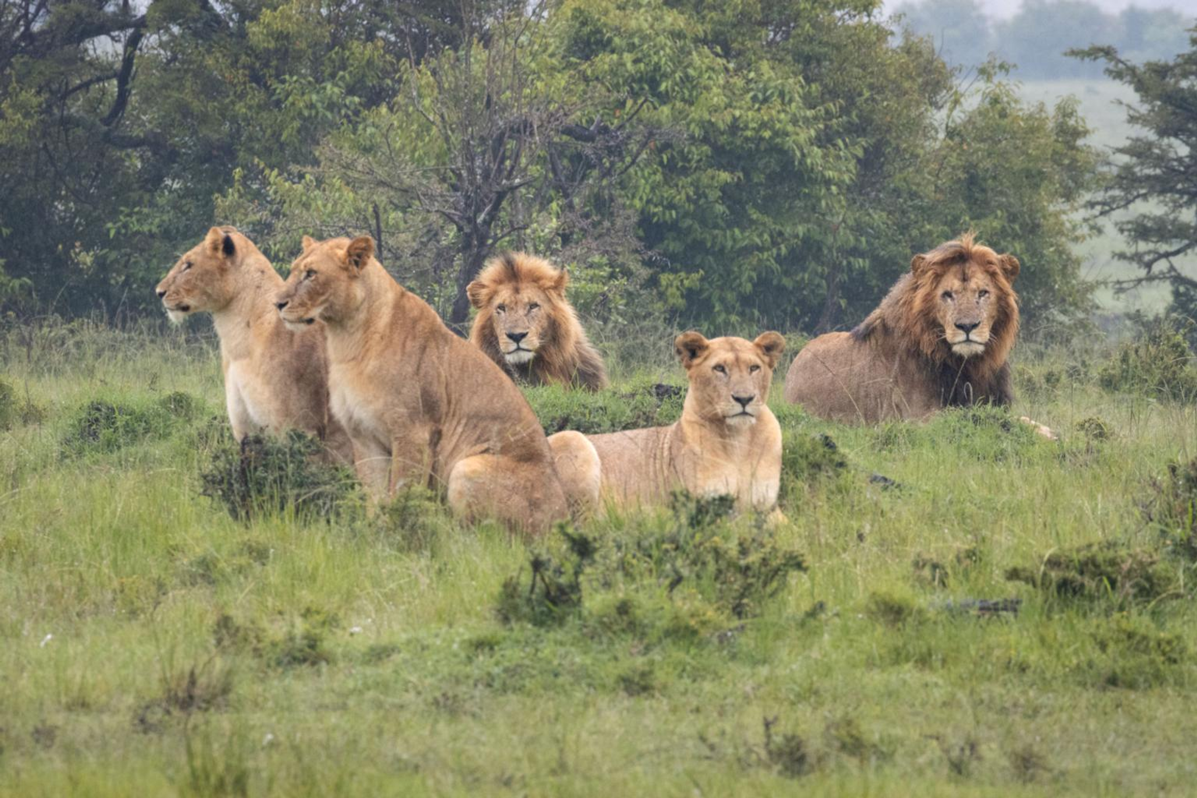 watching lions on the open plains of the Maasai Mara National Reserve.