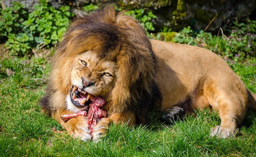 Kenya & East Africa Safaris — Kendirita Tours and Travel