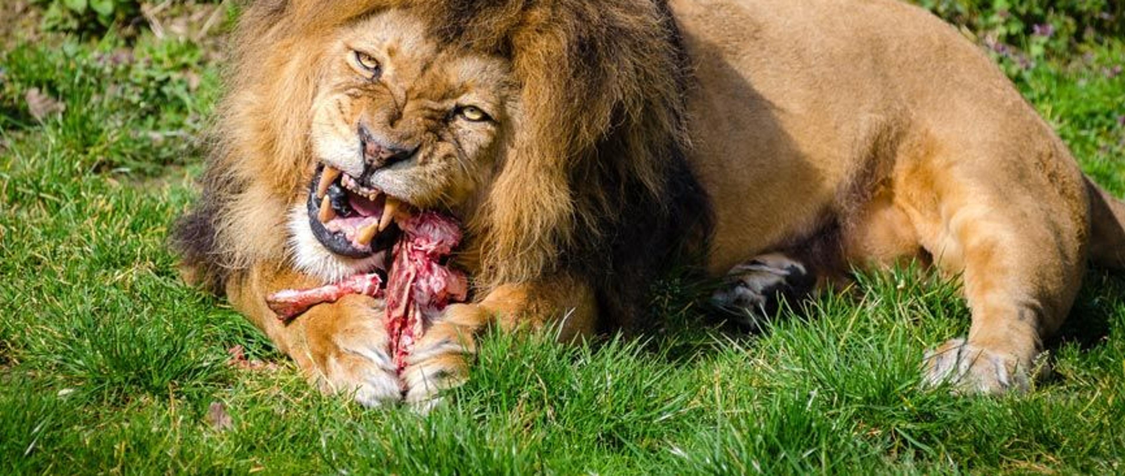 Kenya & East Africa Safaris — Kendirita Tours and Travel