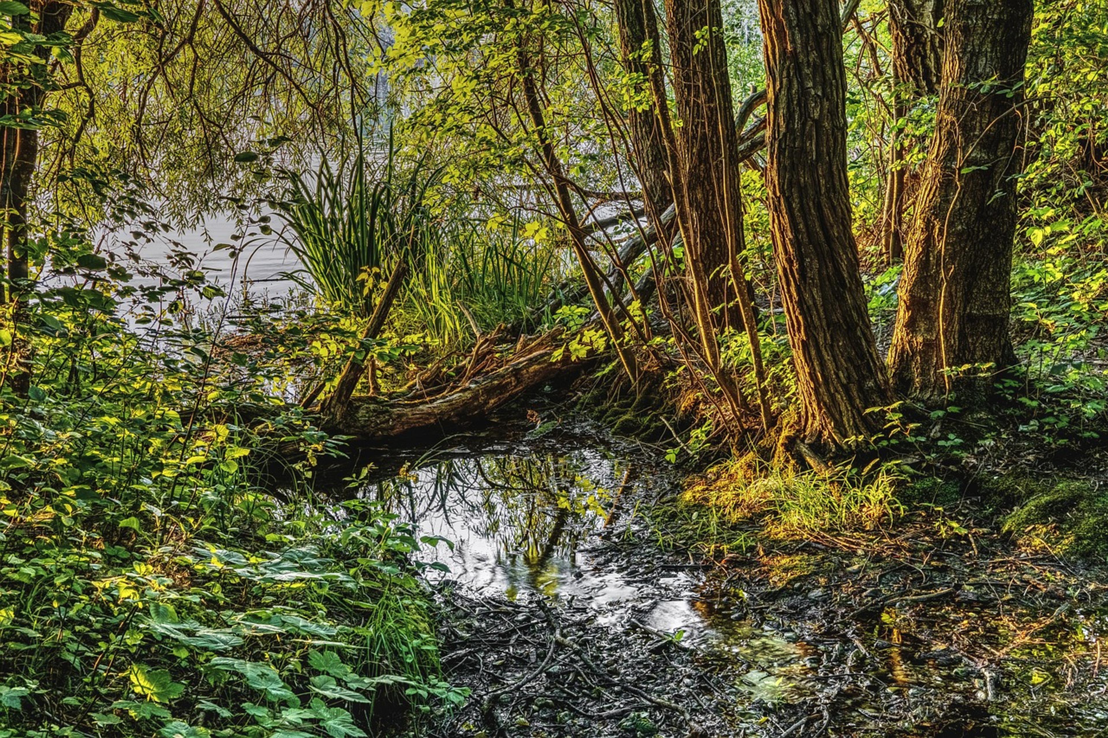 Ramsar Sites wetlands