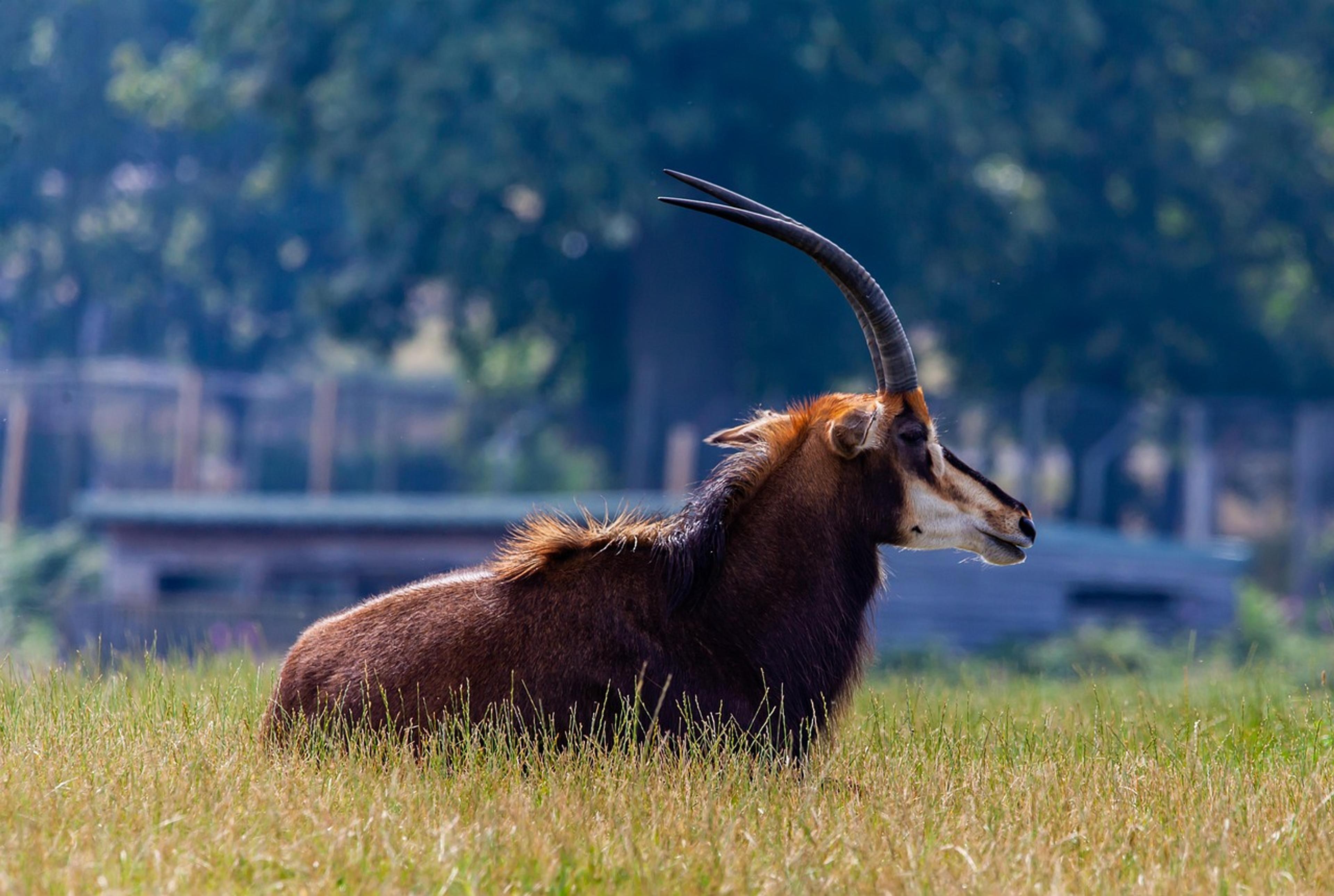 Sable Antelope