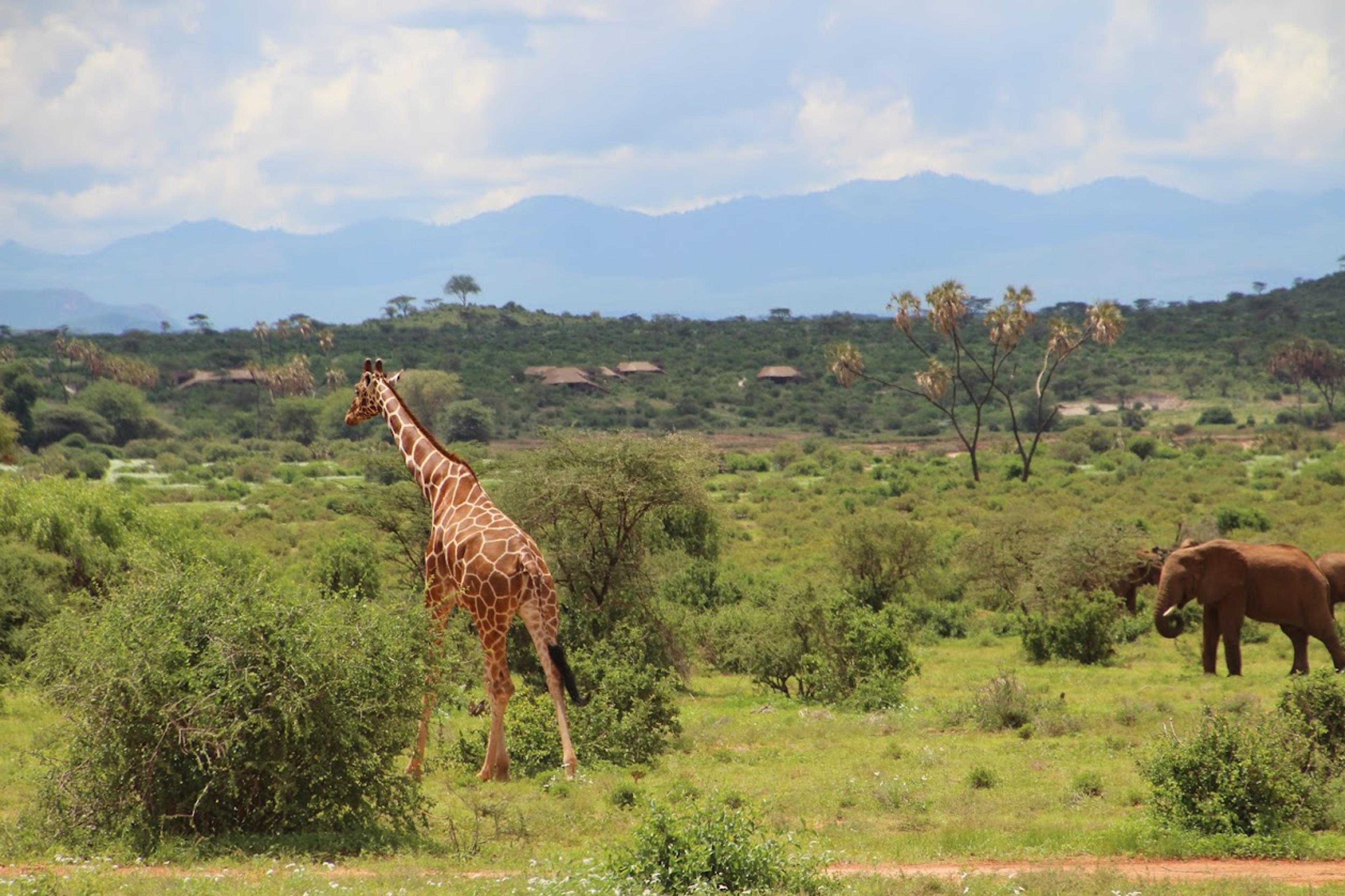Safaris Hub — Kendirita Tours and Travel