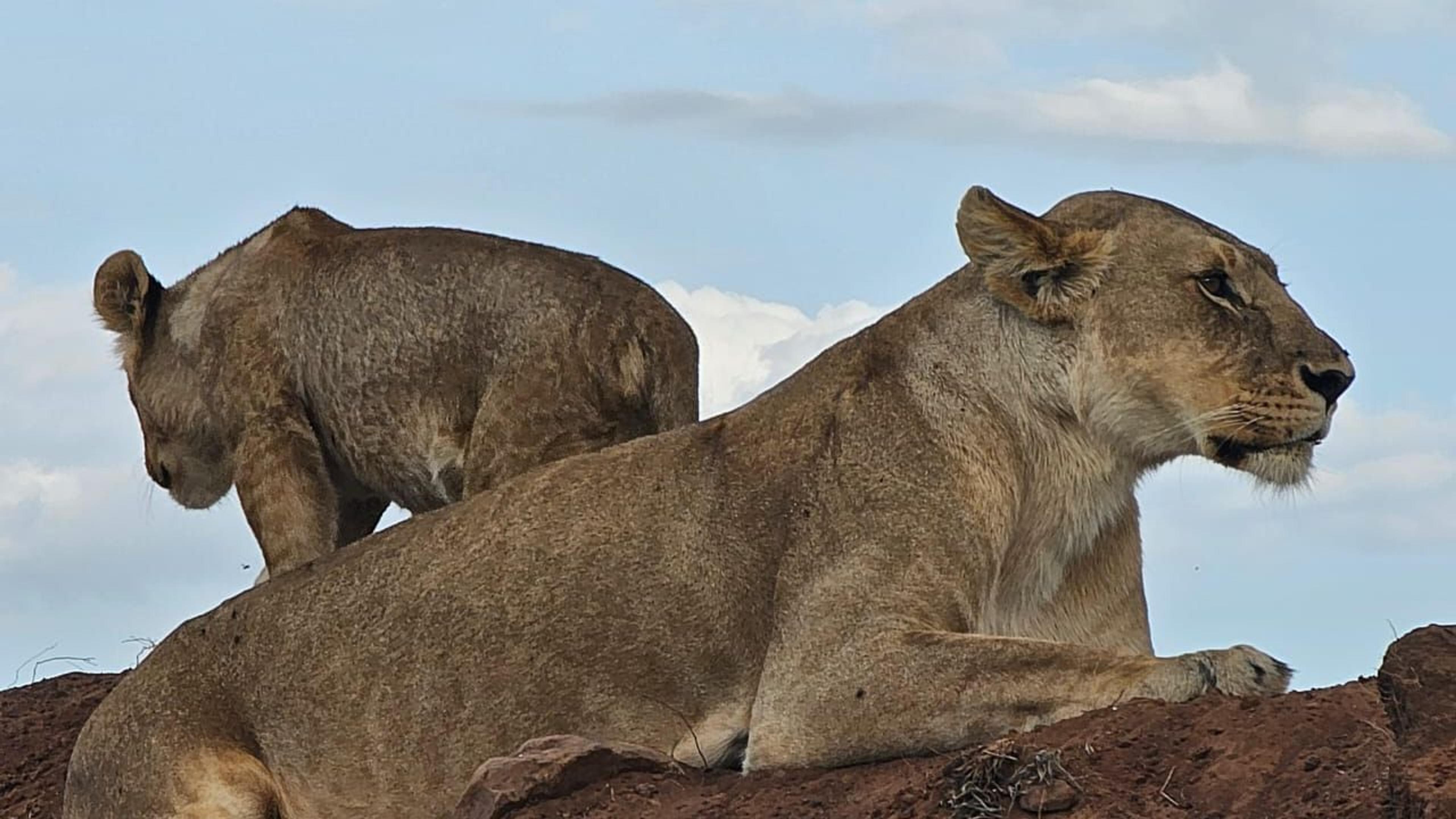 lions