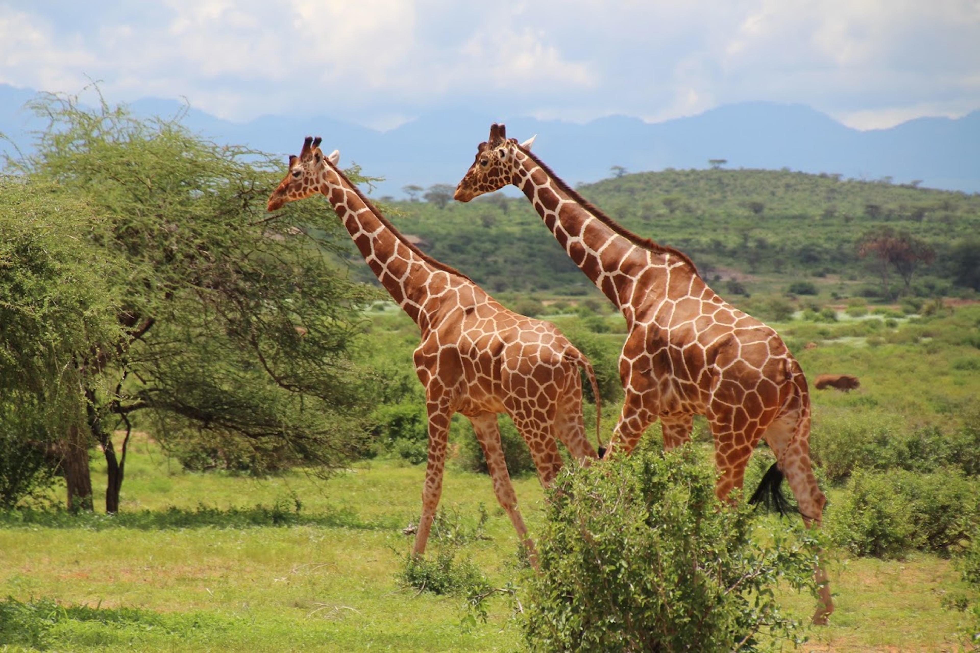 Reticulated Giraffes
