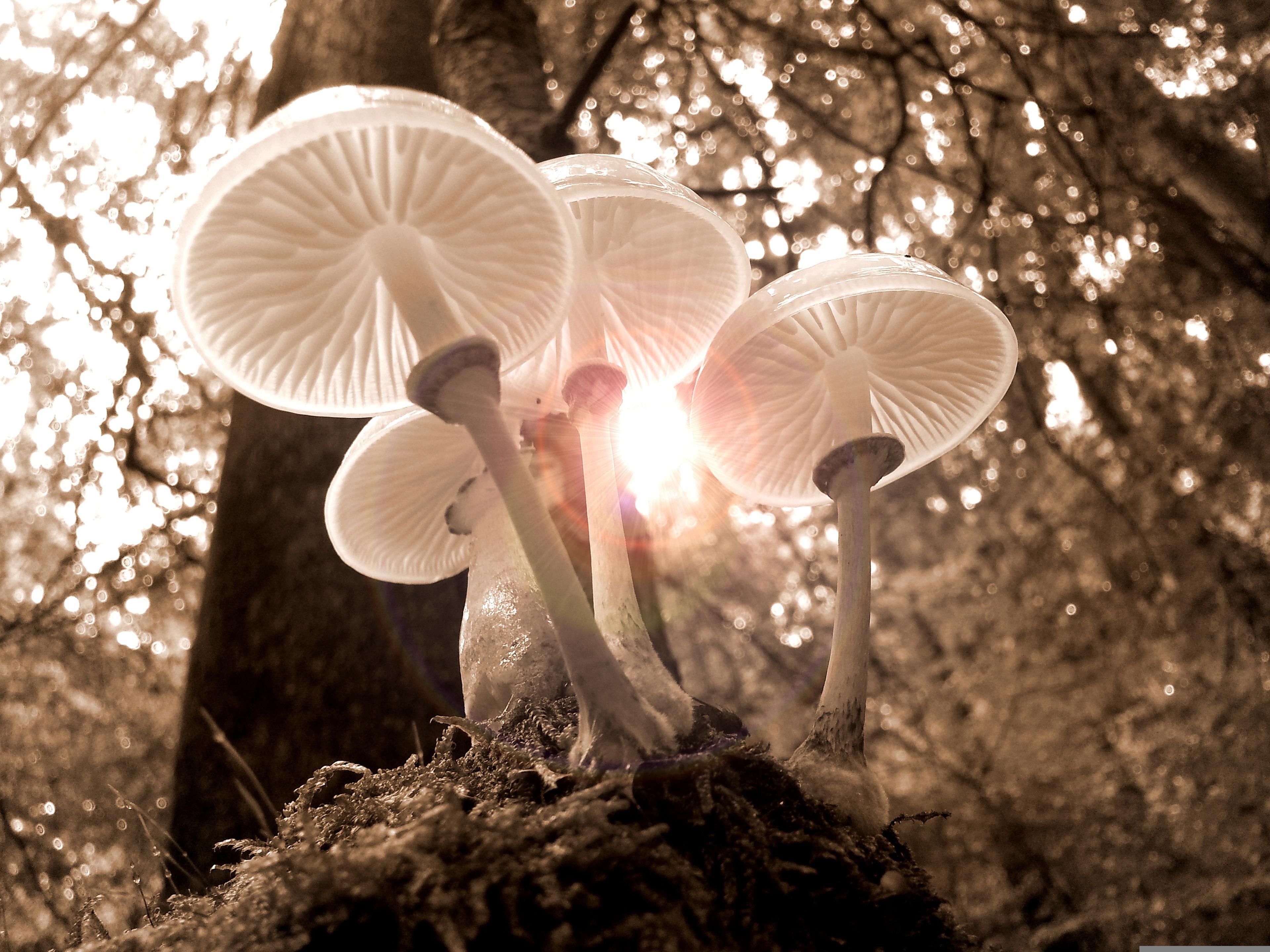 fungi
