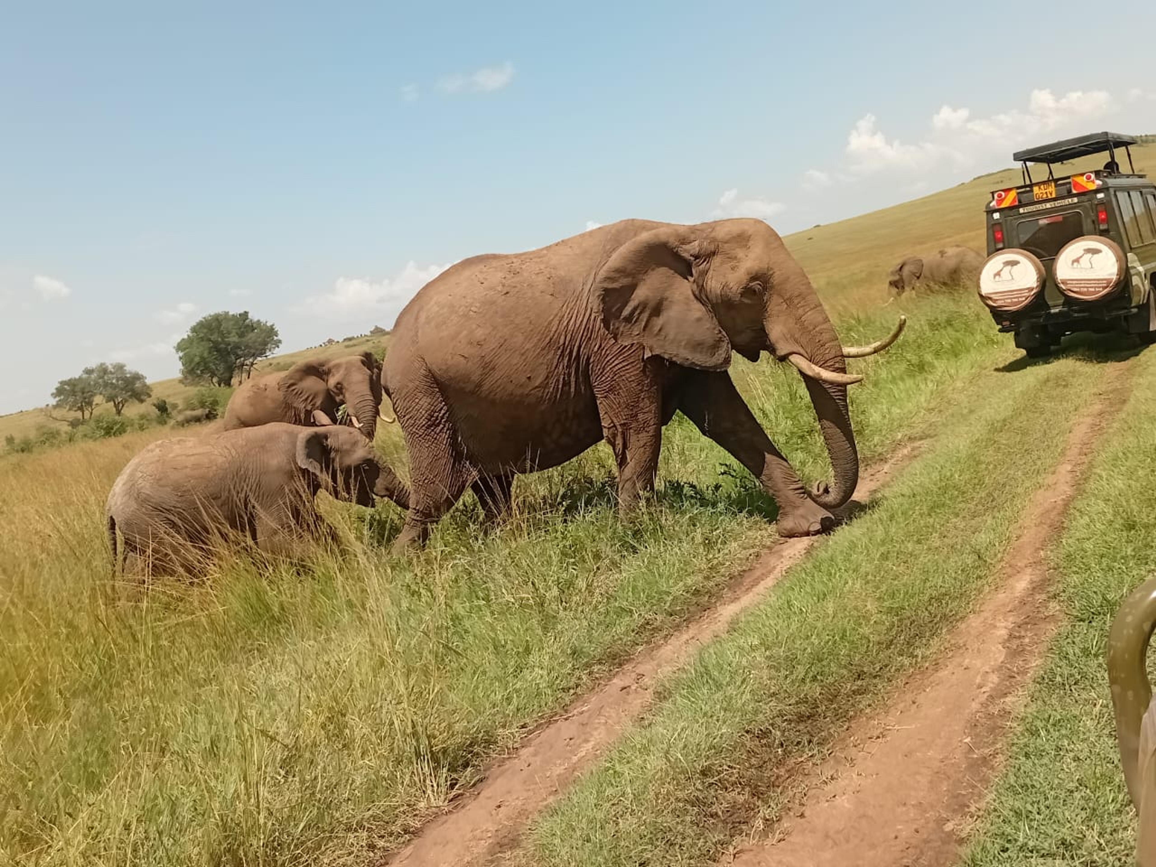 Homepage — Audience router — traveller card — Kendirita Tours and Travel