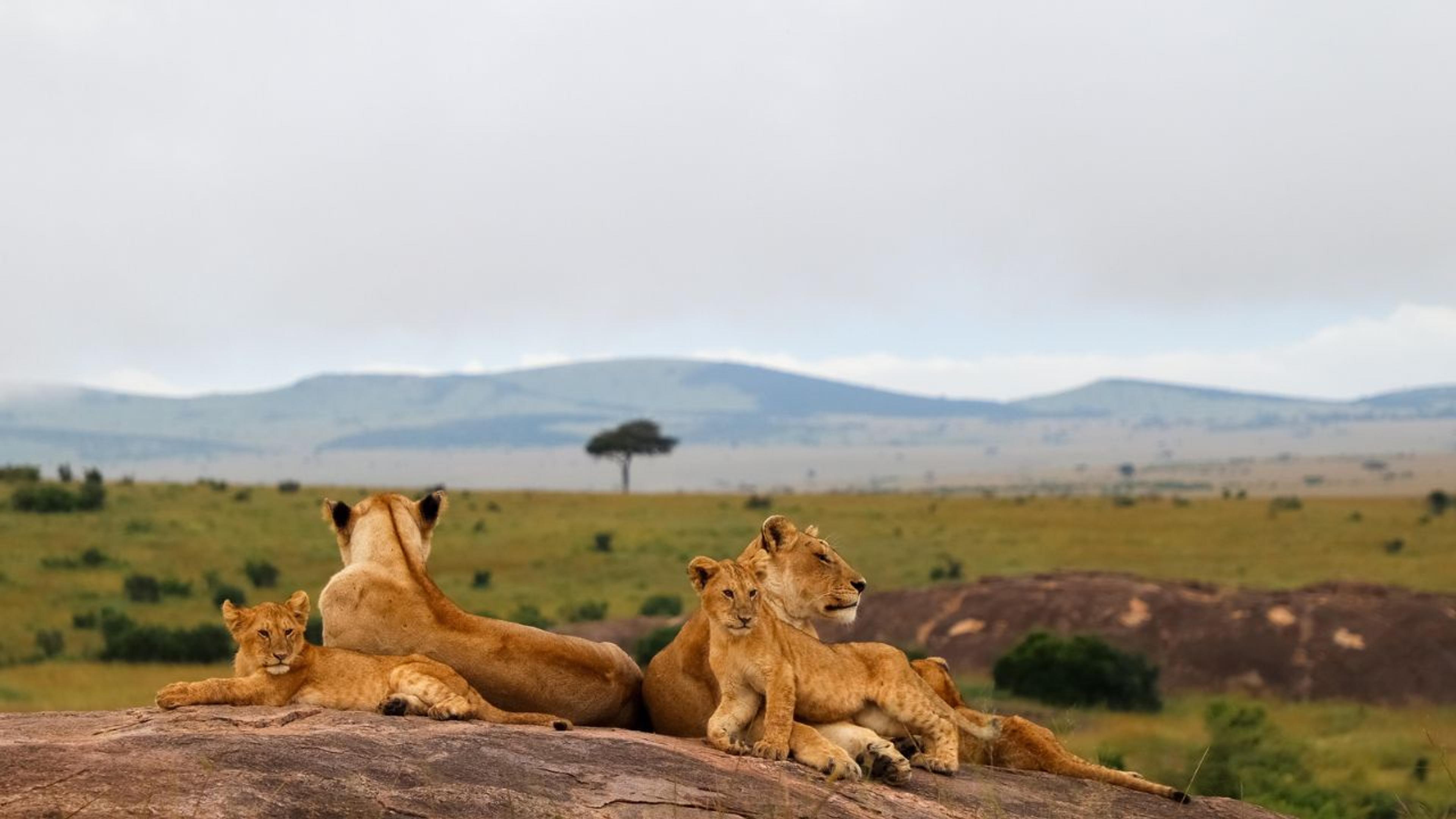 lioness