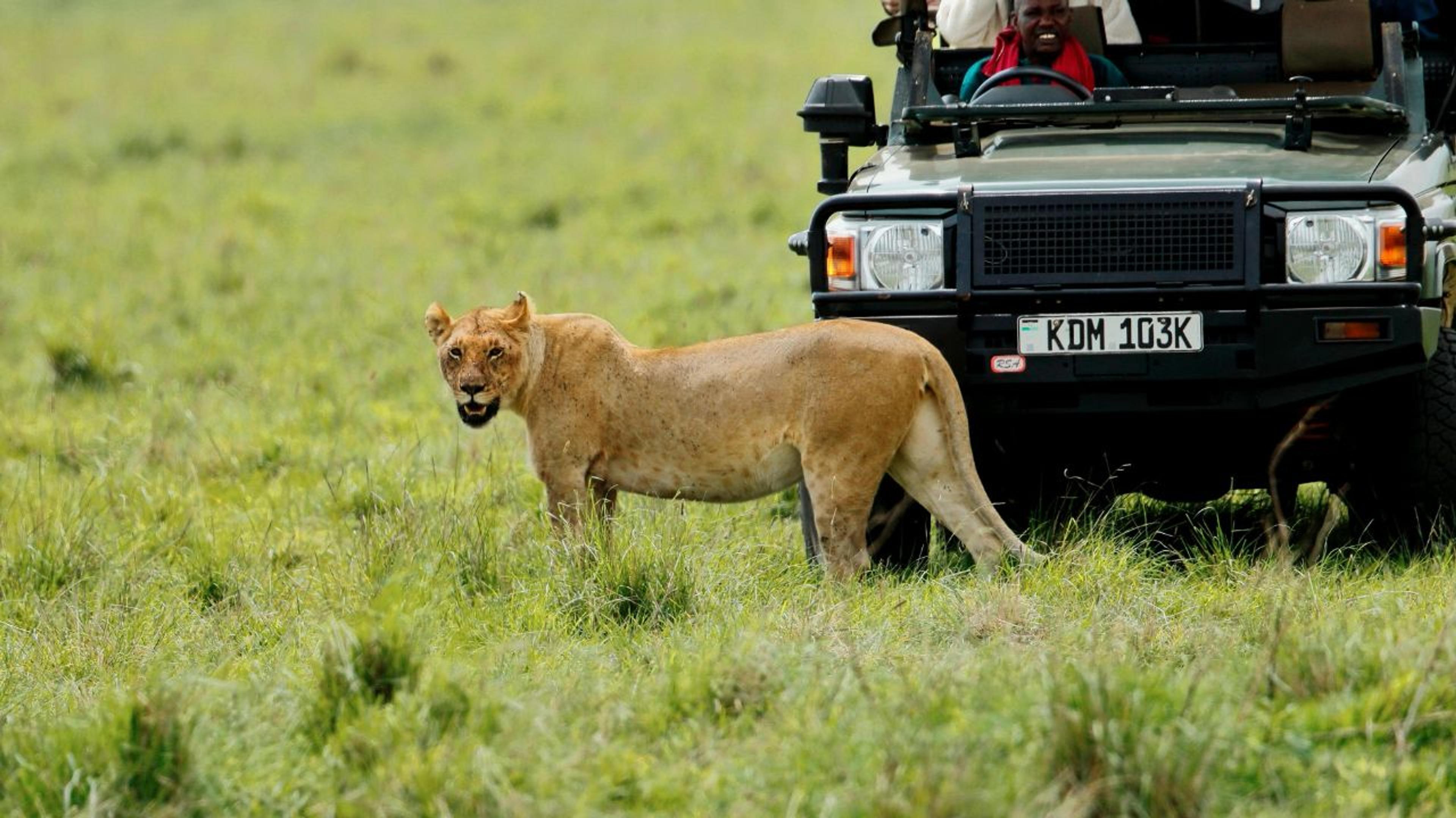 lioness