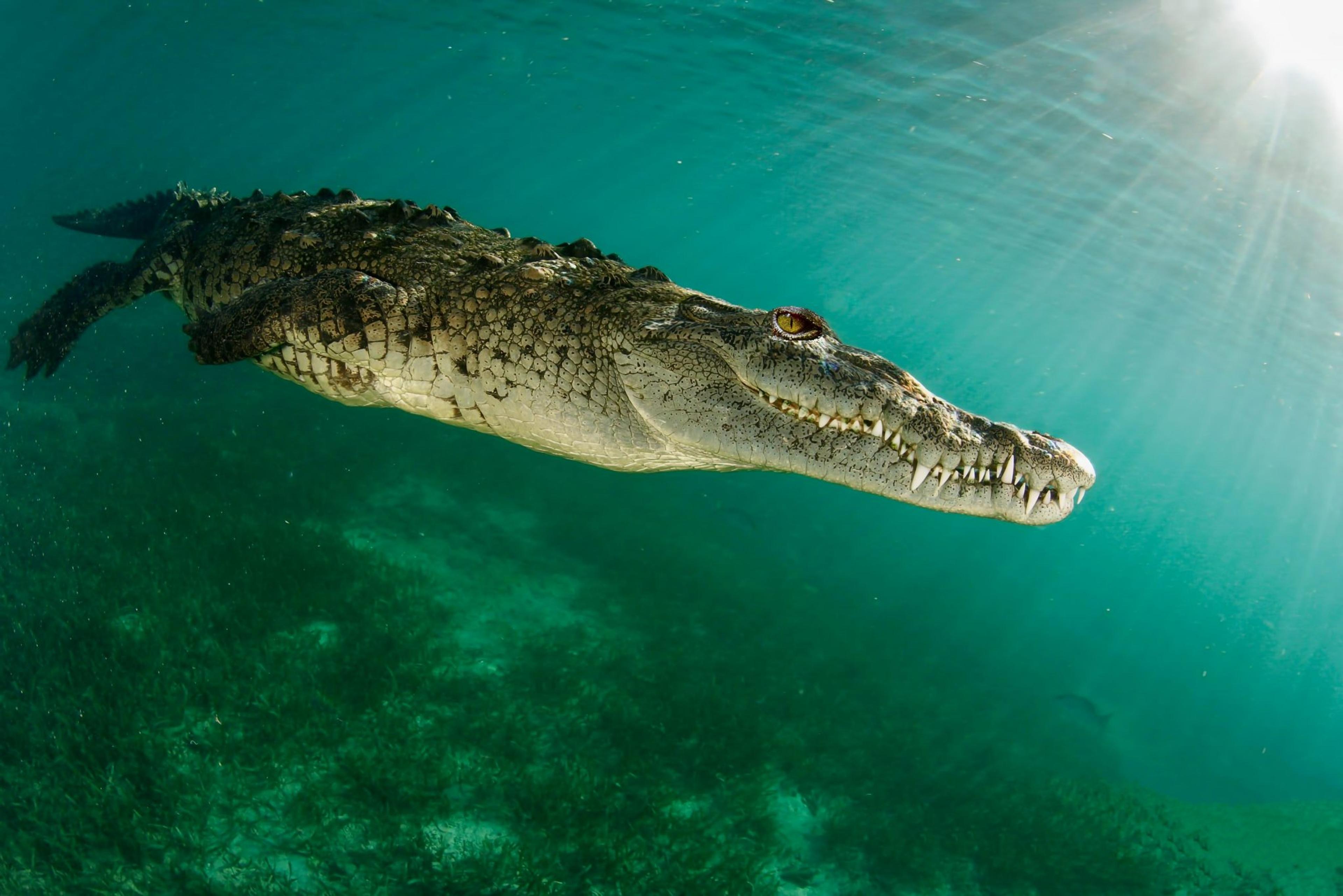 crocodile
