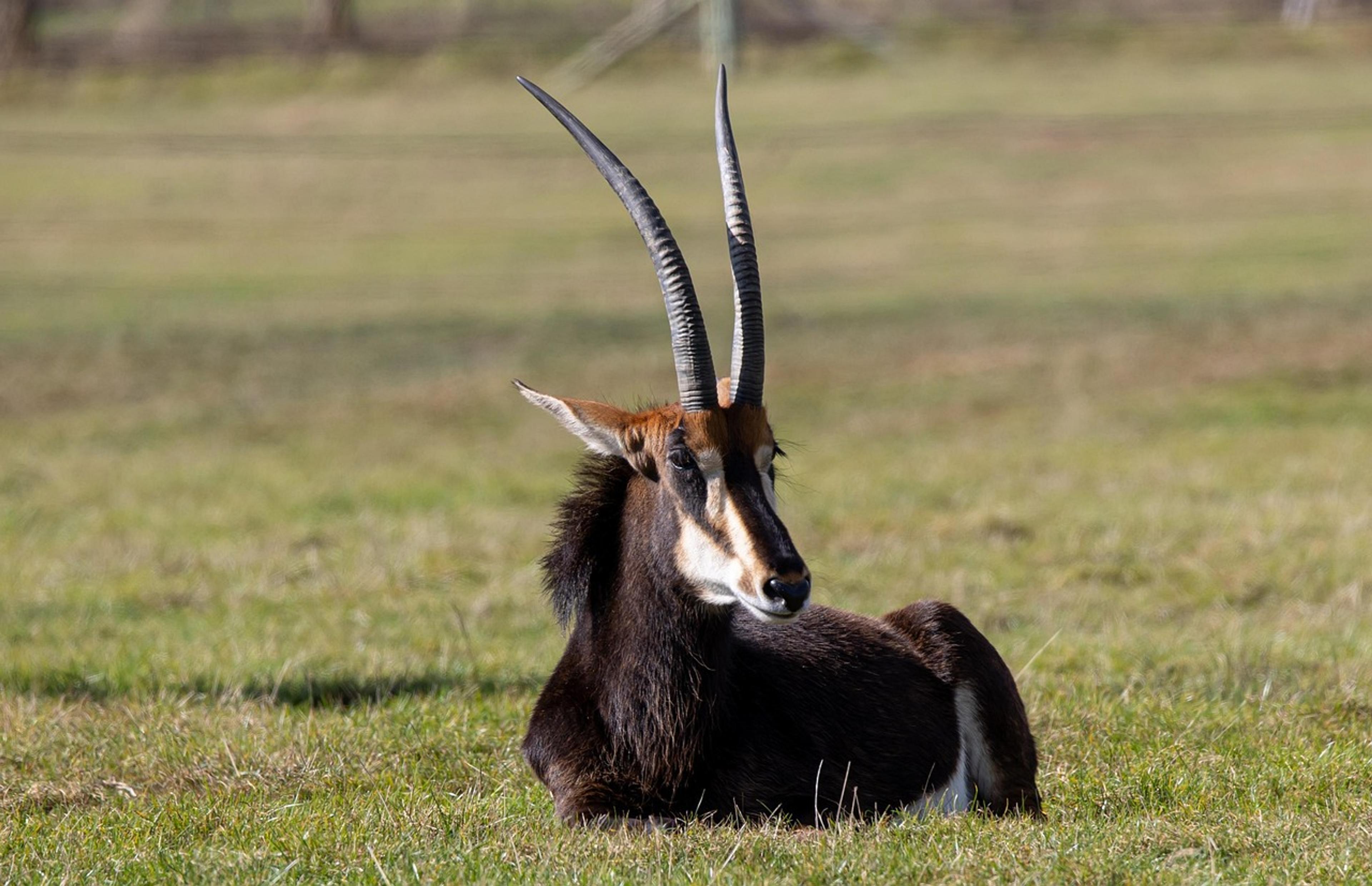 Sable Antelope