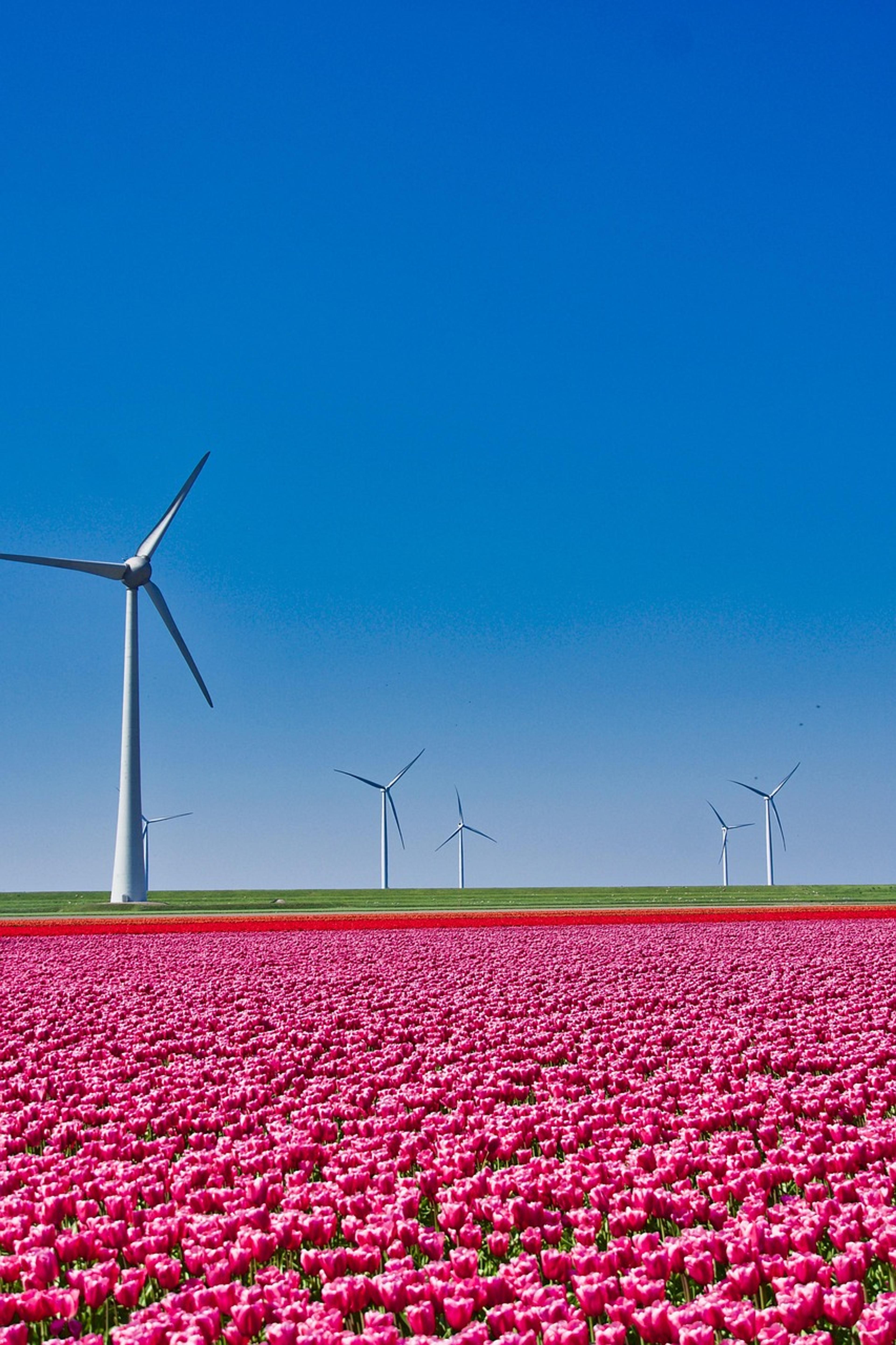 tulips netherlands