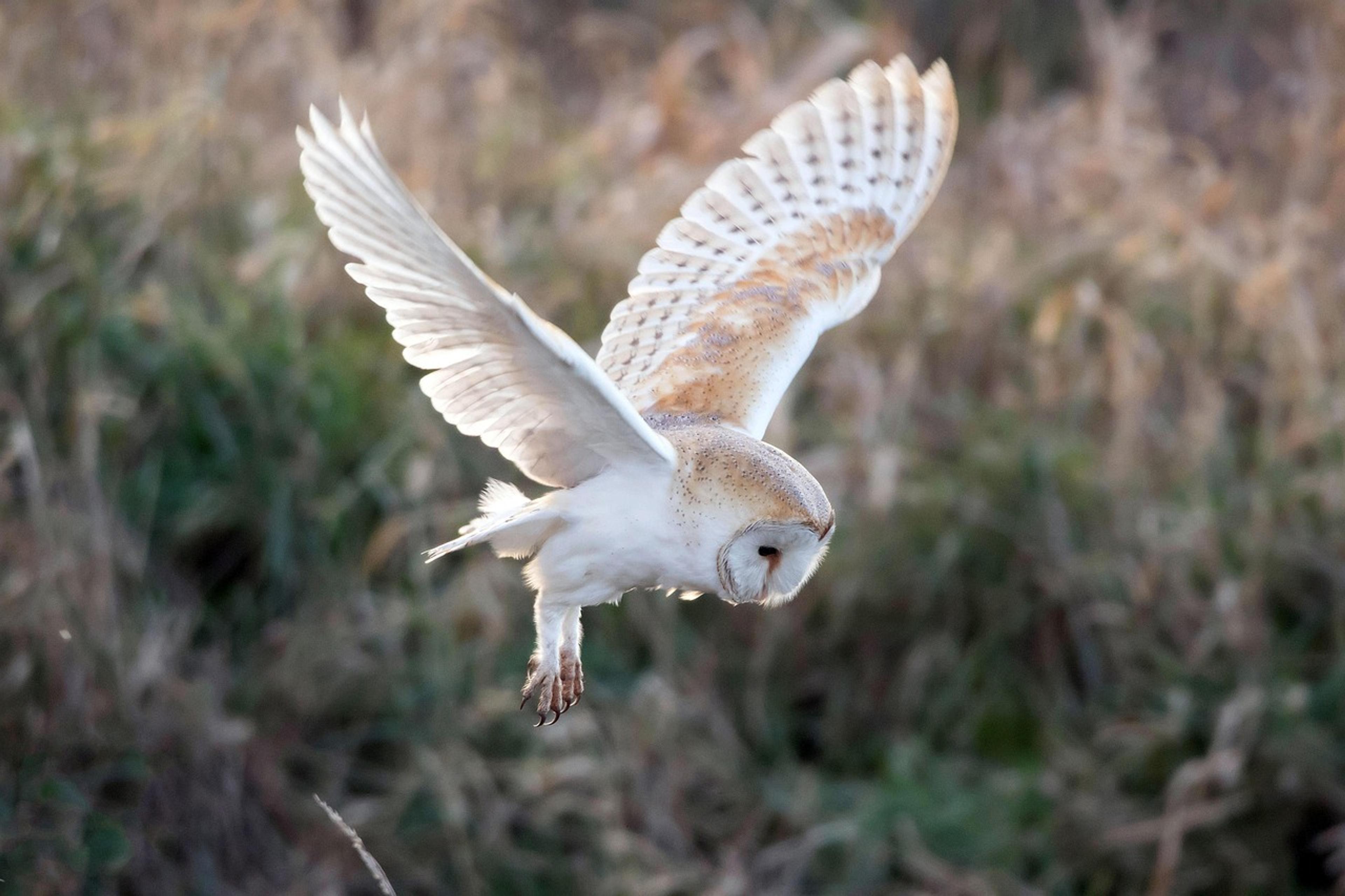 owl nocturnal birds
