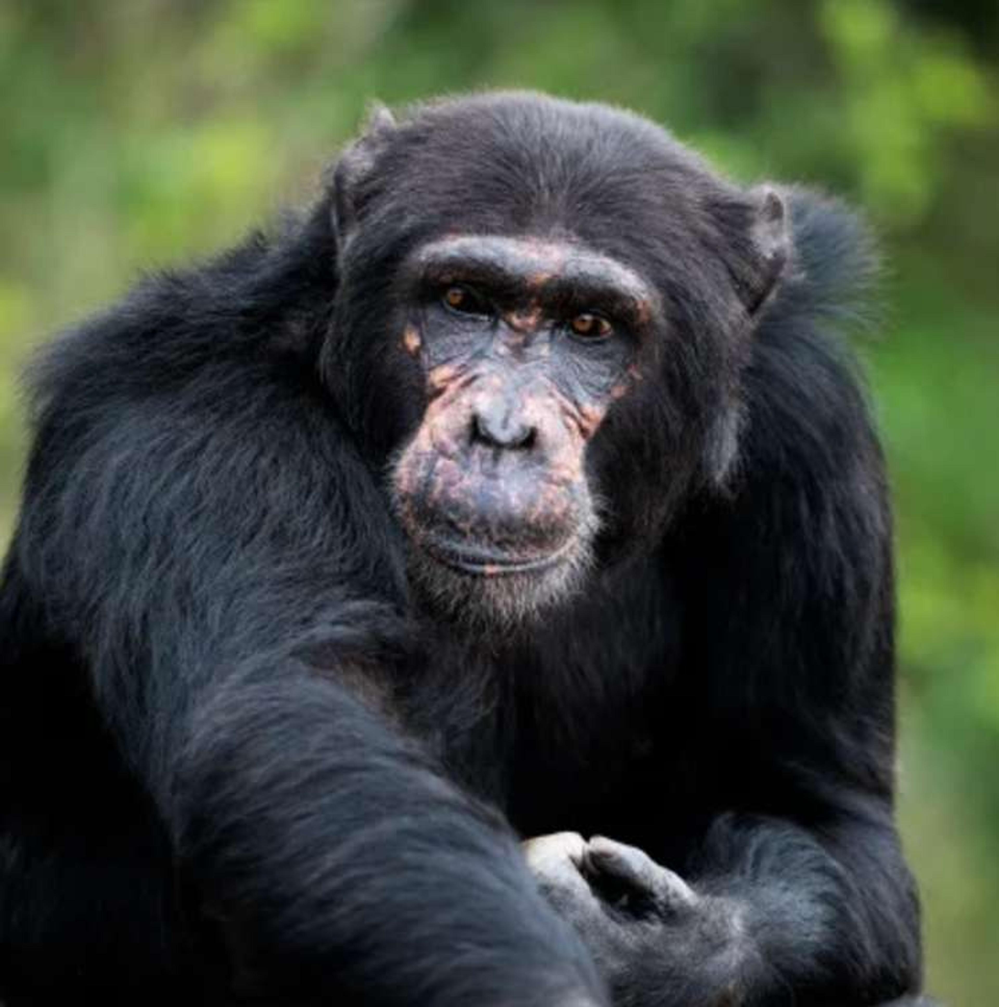 Gorilla