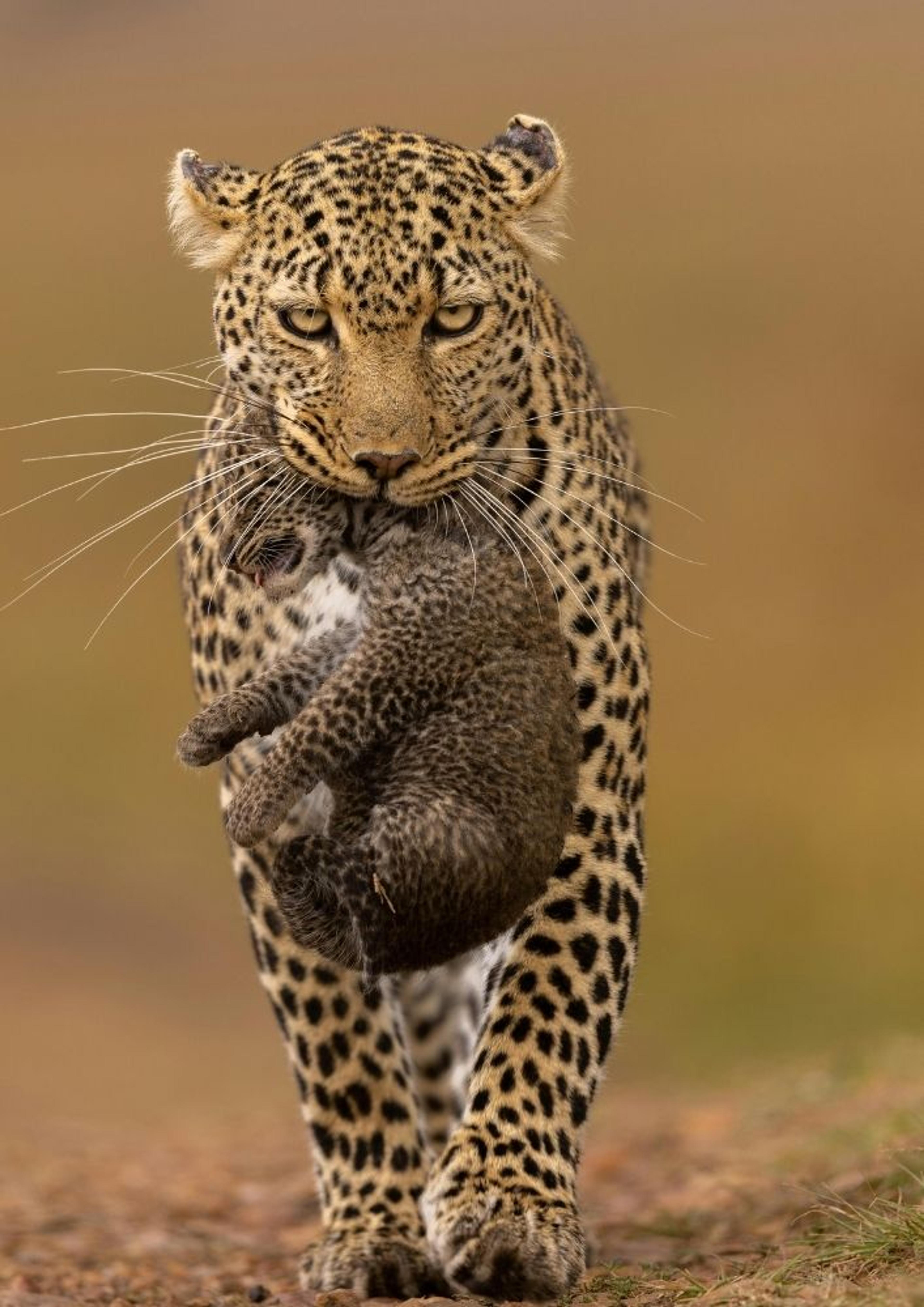 mara