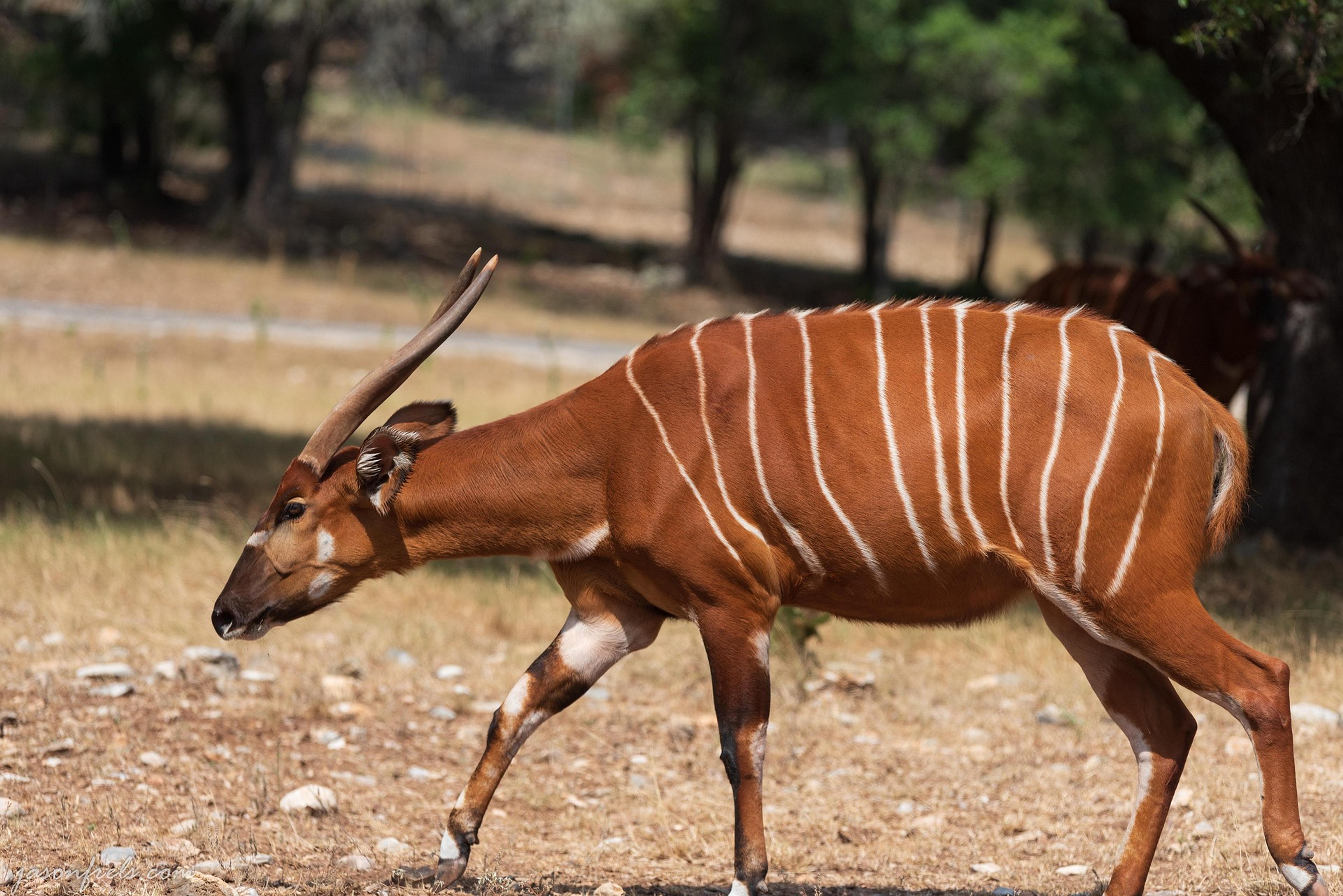 Mountain Bongo