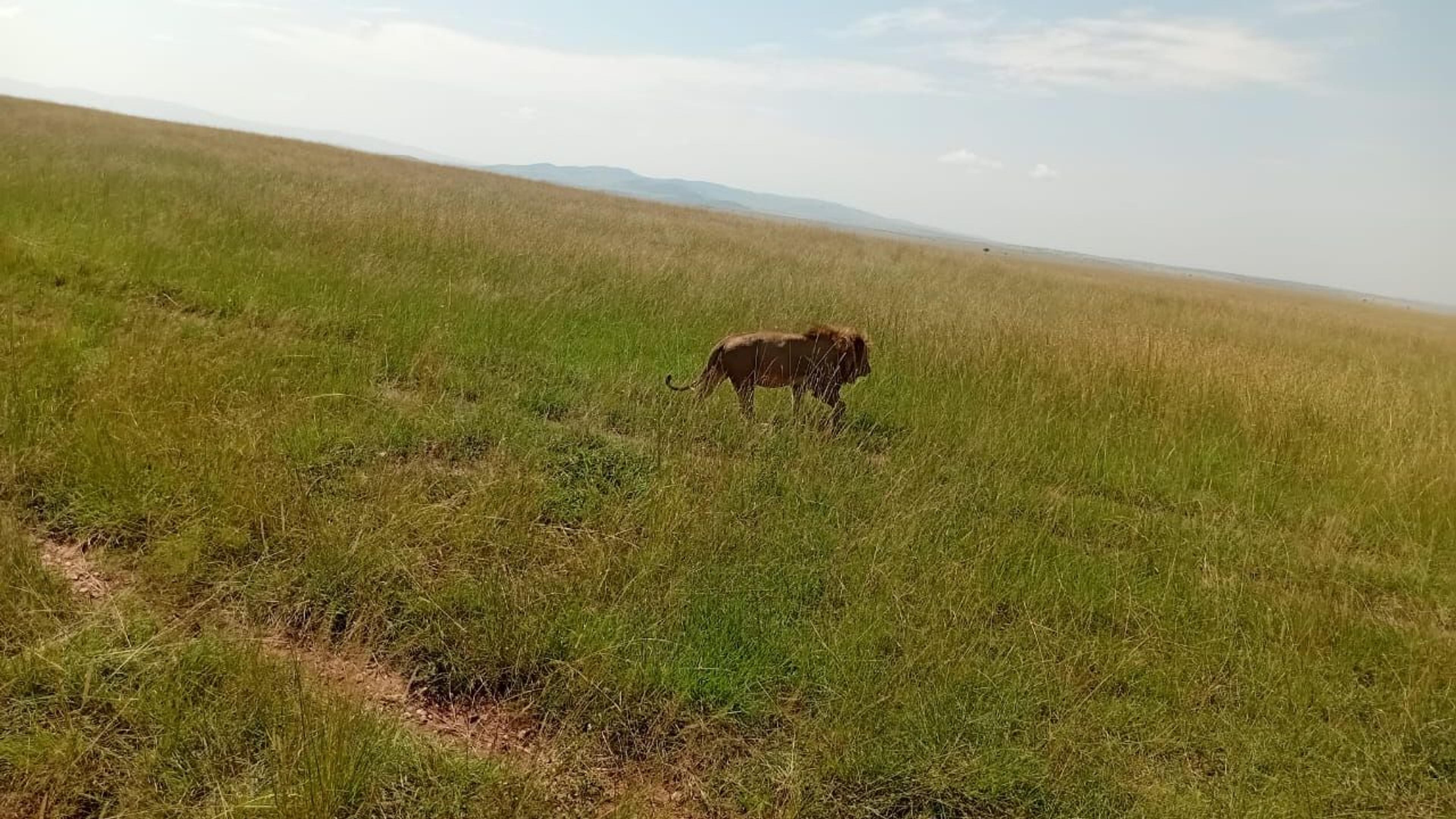 wilderbeest
